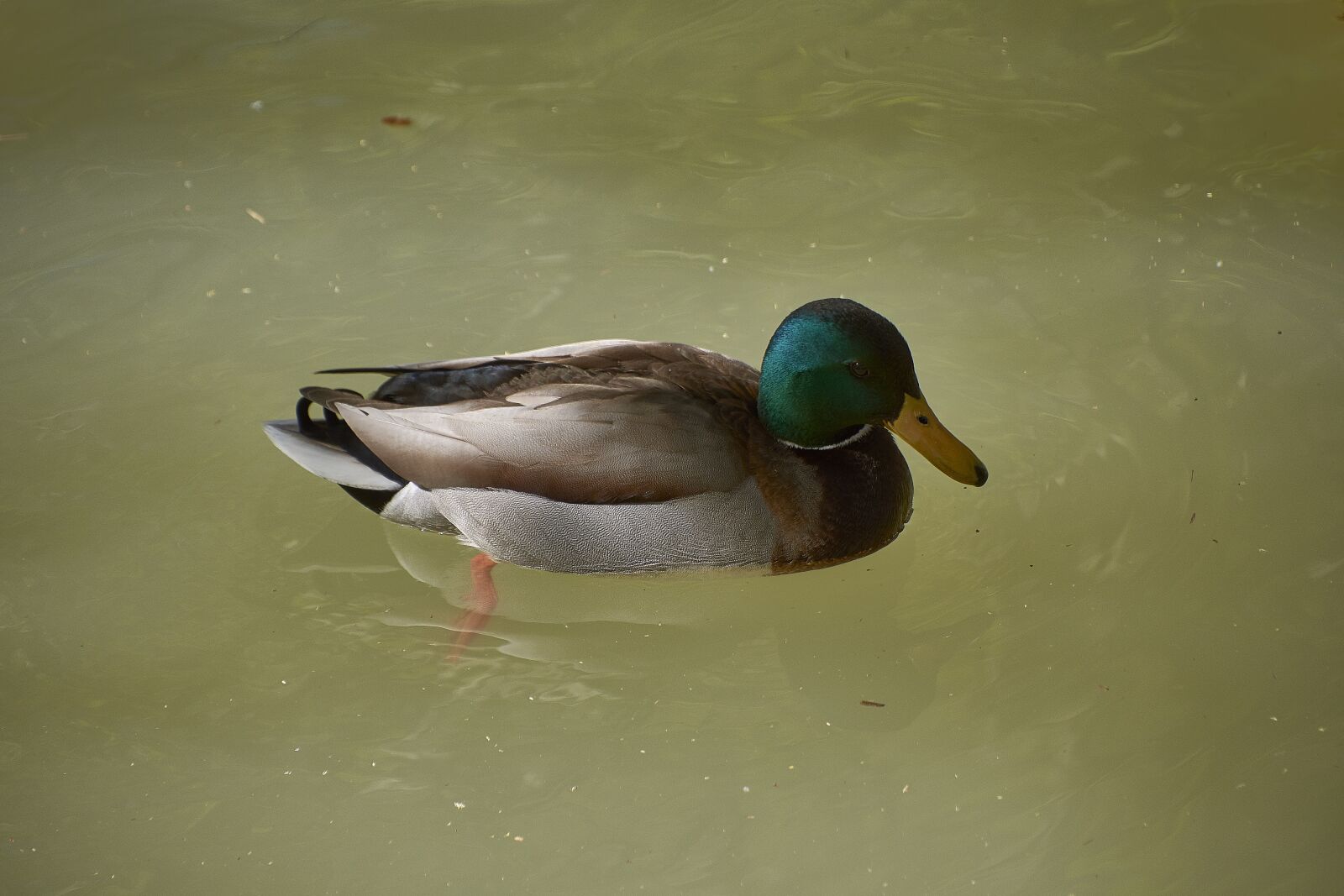 Nikon D7200 sample photo. Duck, water, plumage photography