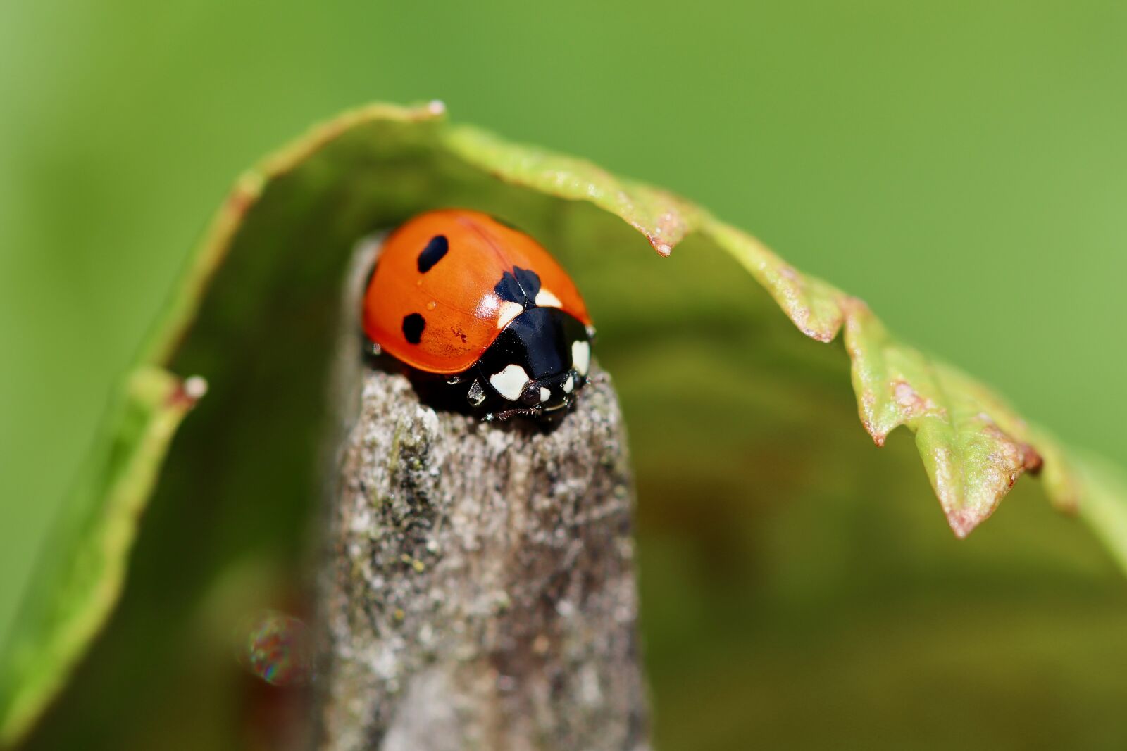 Canon EOS 800D (EOS Rebel T7i / EOS Kiss X9i) sample photo. Ladybug, beetle, insect photography