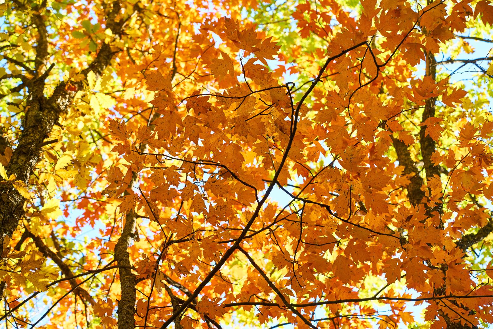 Sony a7R II sample photo. Autumn, season, landscape photography