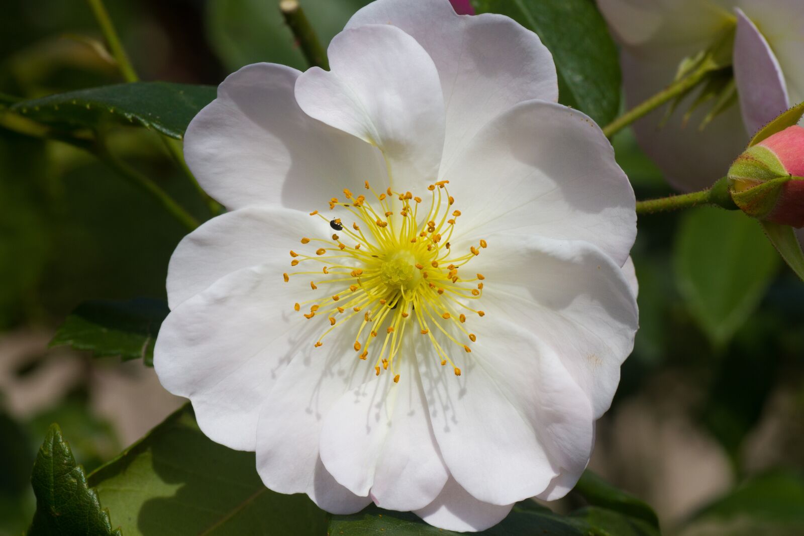 Tamron SP 90mm F2.8 Di VC USD 1:1 Macro sample photo. Roses, white rose, white photography