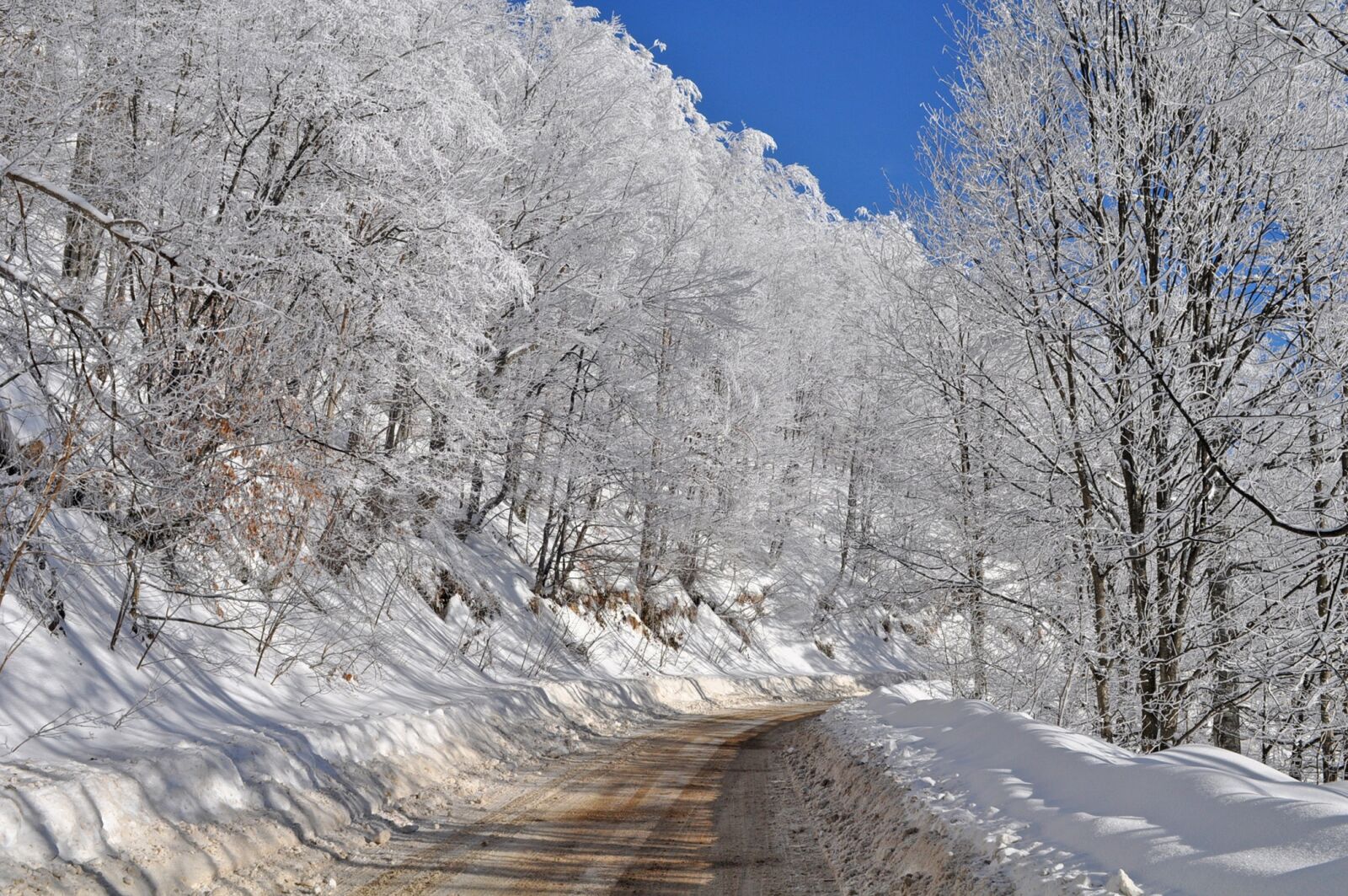 Nikon D90 sample photo. Winter, snow, frost photography