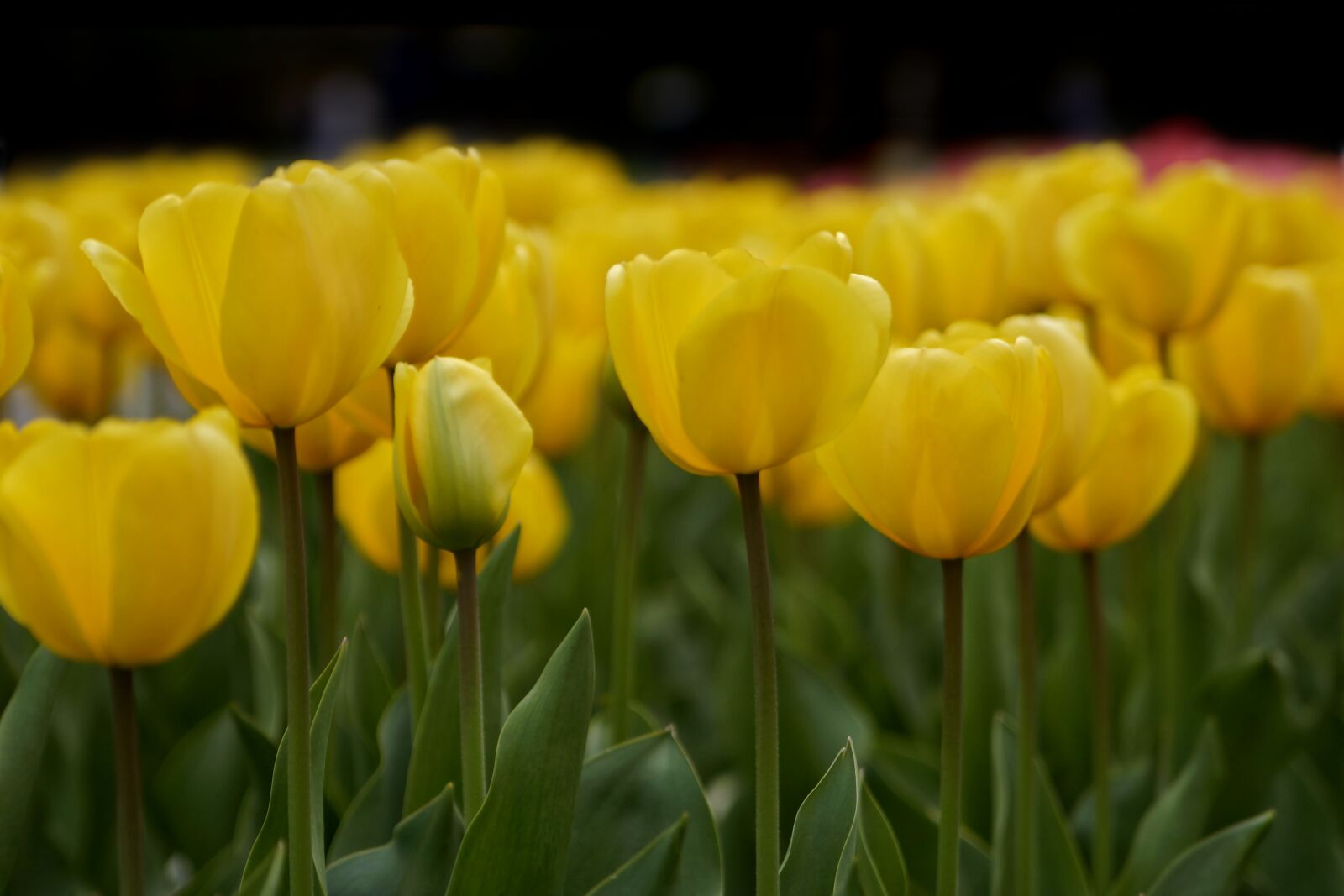 Sony SLT-A77 sample photo. Tulips, yellow, garden photography