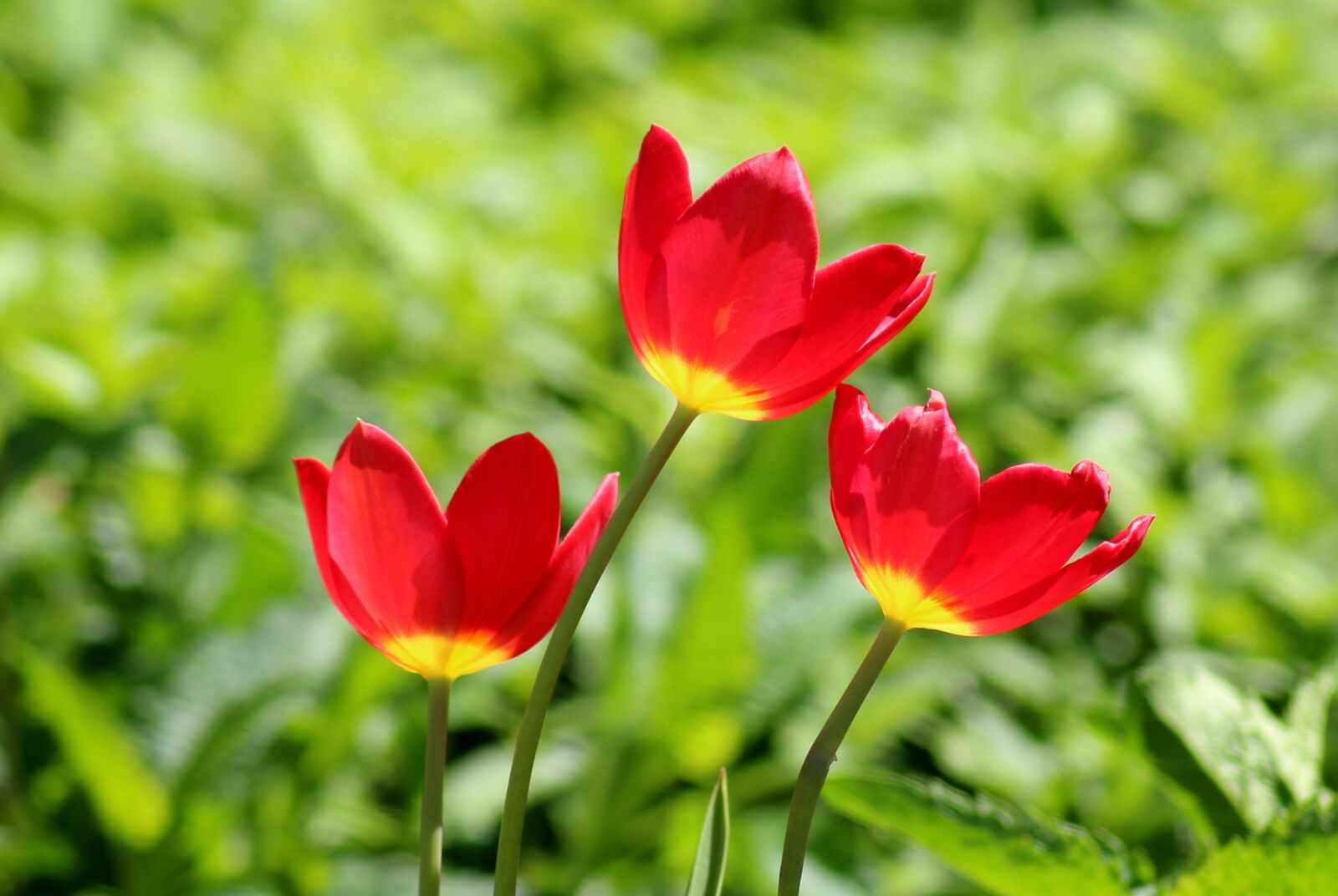 Canon EOS 1200D (EOS Rebel T5 / EOS Kiss X70 / EOS Hi) sample photo. Tulips, red, spring flowers photography