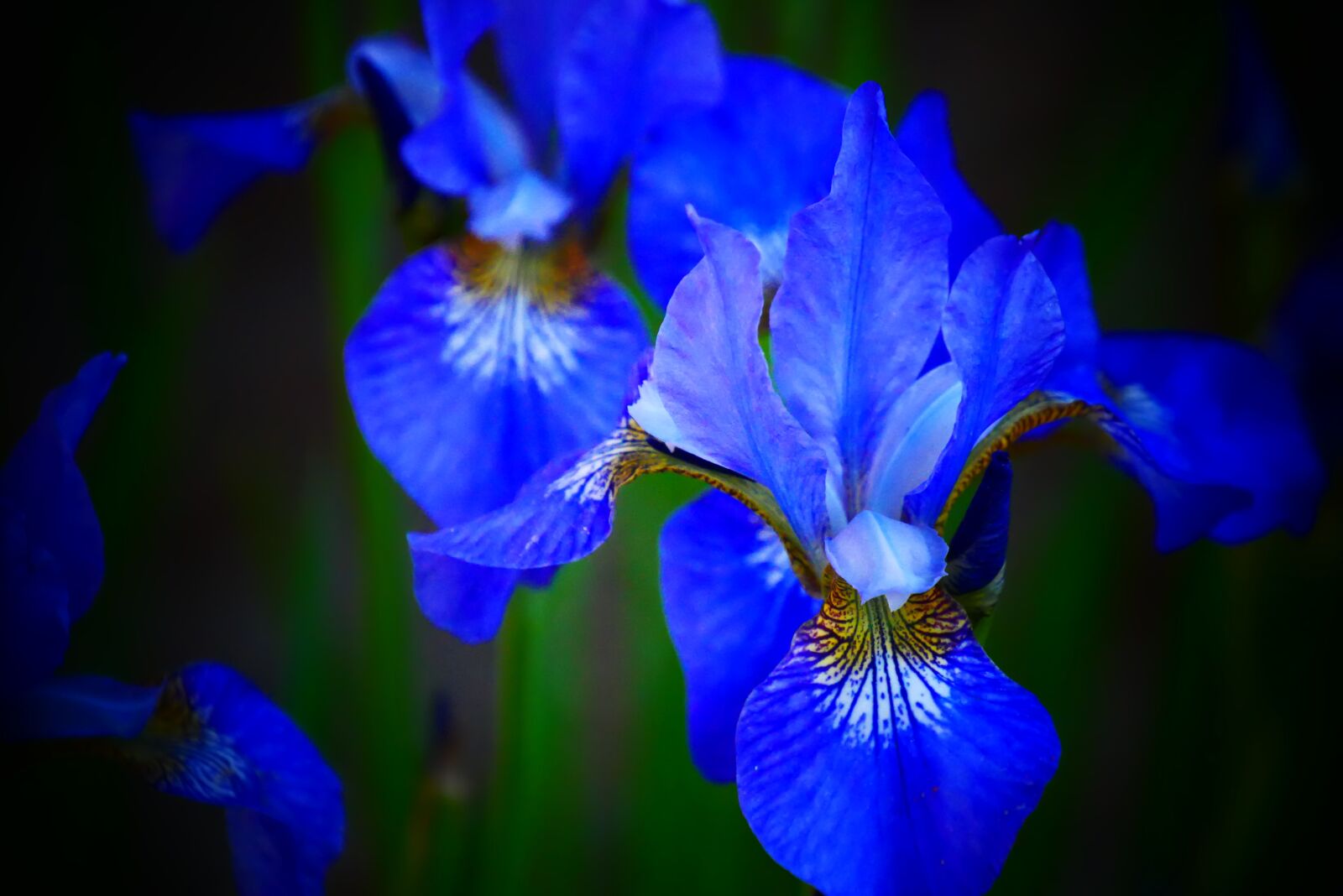 Panasonic Lumix DMC-G85 (Lumix DMC-G80) sample photo. Lily, iris, blue photography