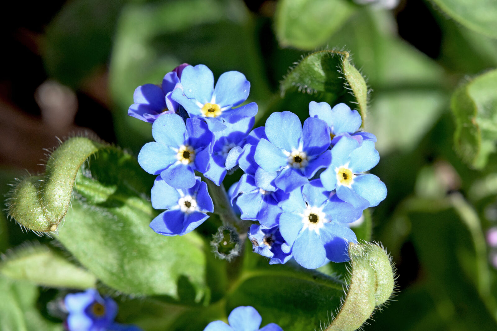 Nikon D3300 sample photo. Forget, me, not, spring photography
