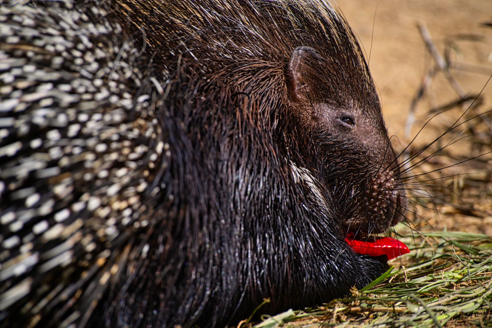 Pentax K-1 Mark II + Sigma sample photo. Porcupine, rodent, animal photography