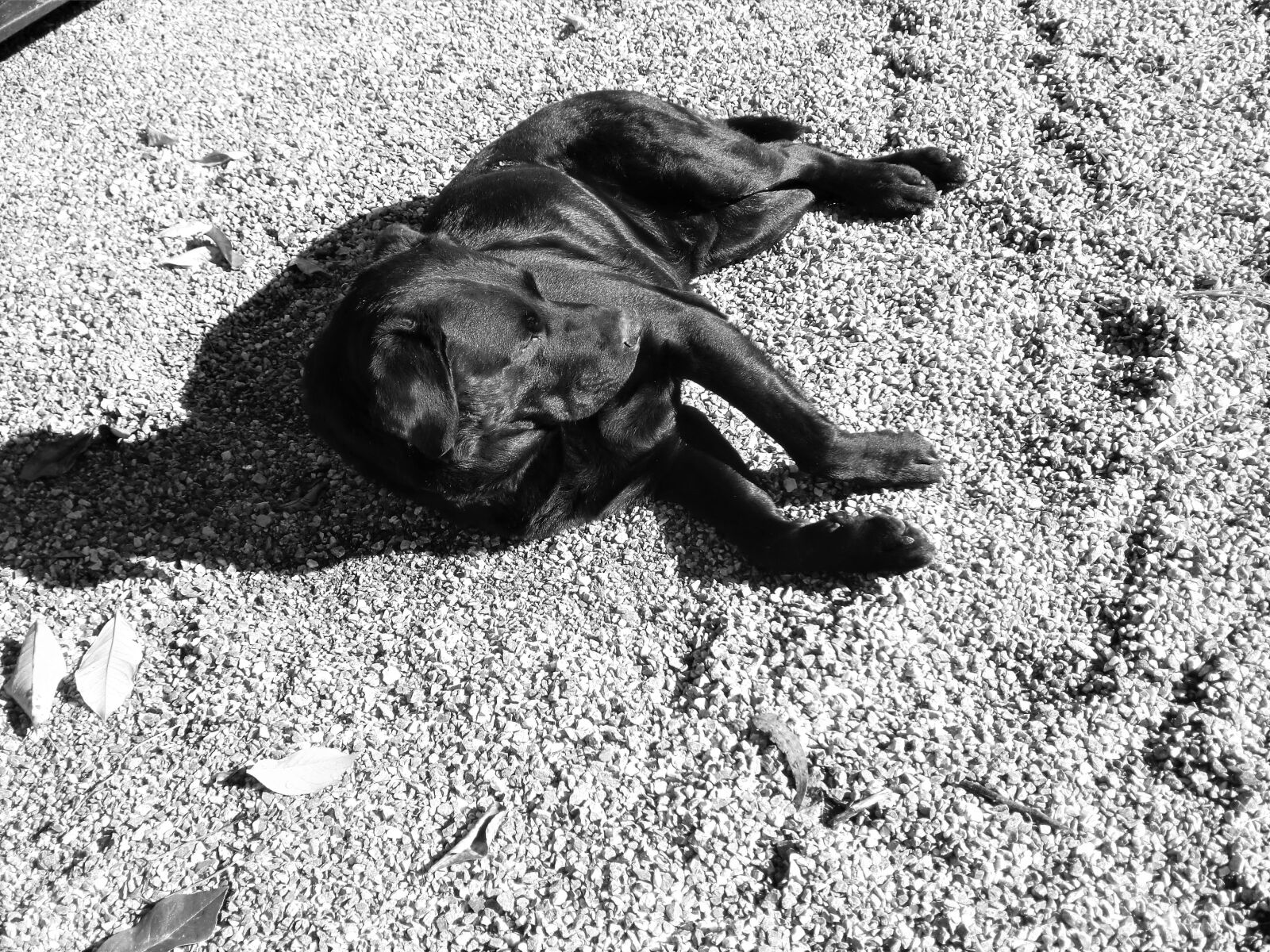 CASIO EX-Z2000 sample photo. Dog, blanconegro, animal photography