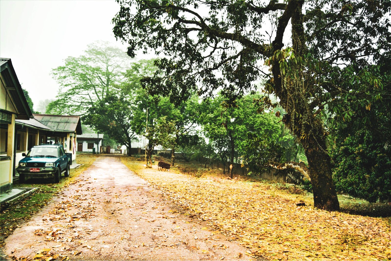 Sony Alpha DSLR-A330 sample photo. Autumn, leaves, bhutan photography