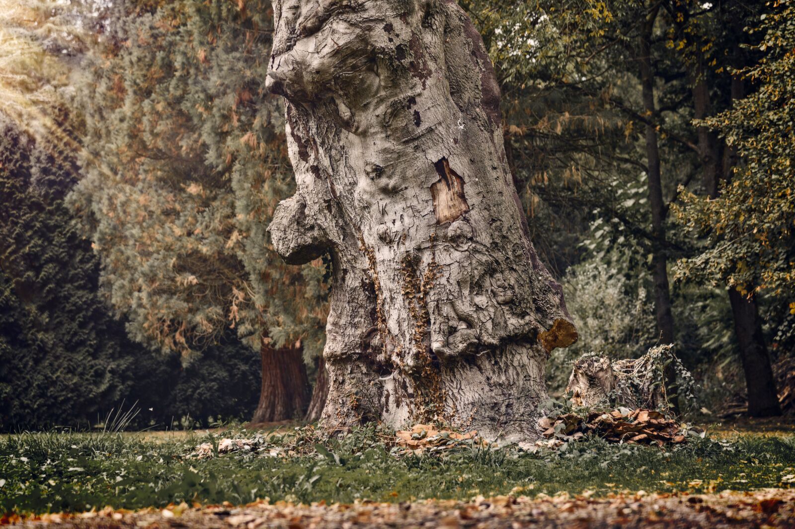 Nikon Z6 sample photo. Tree, tribe, log photography