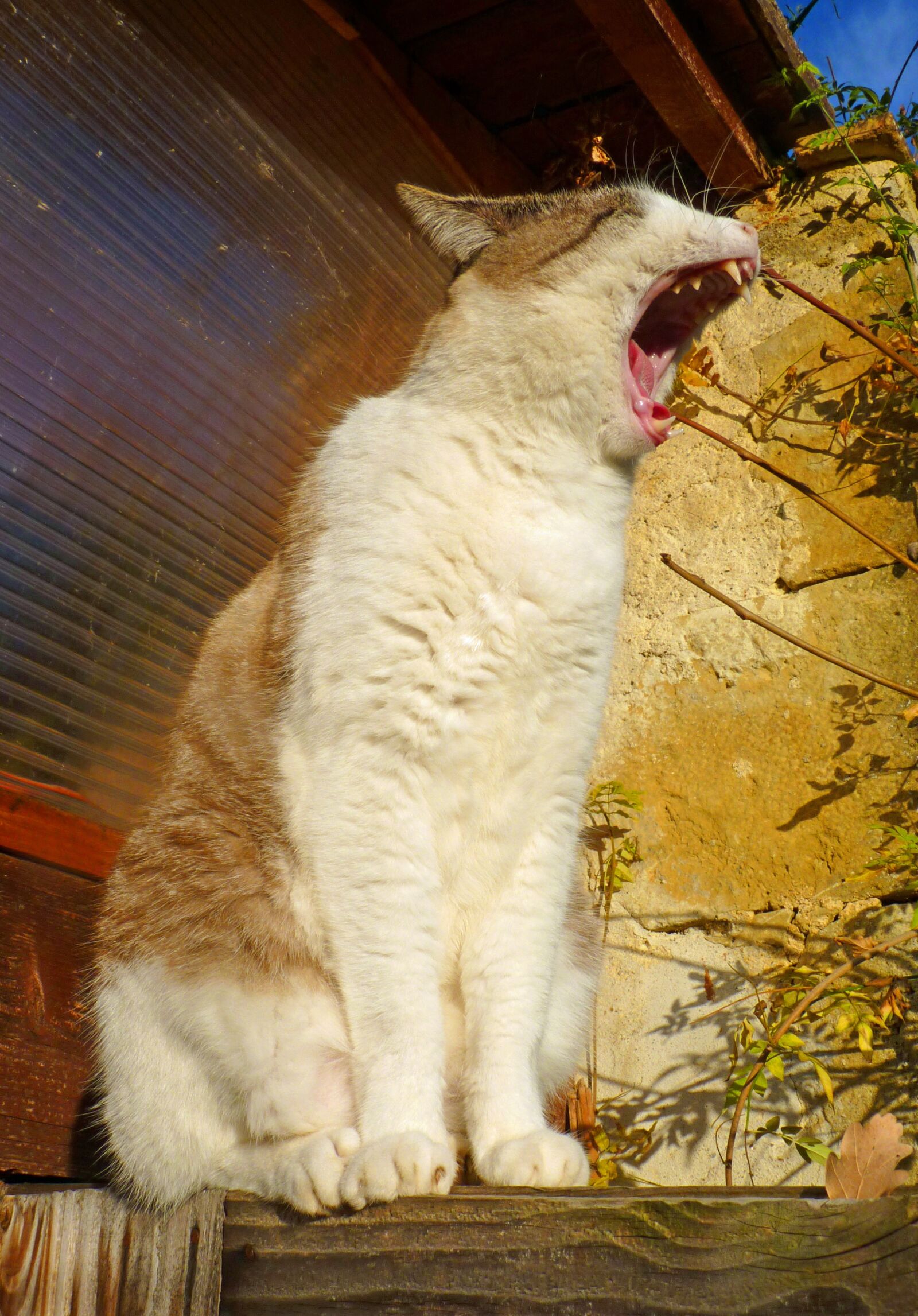 Panasonic Lumix DMC-FZ35 (Lumix DMC-FZ38) sample photo. Cat, animal, feline photography