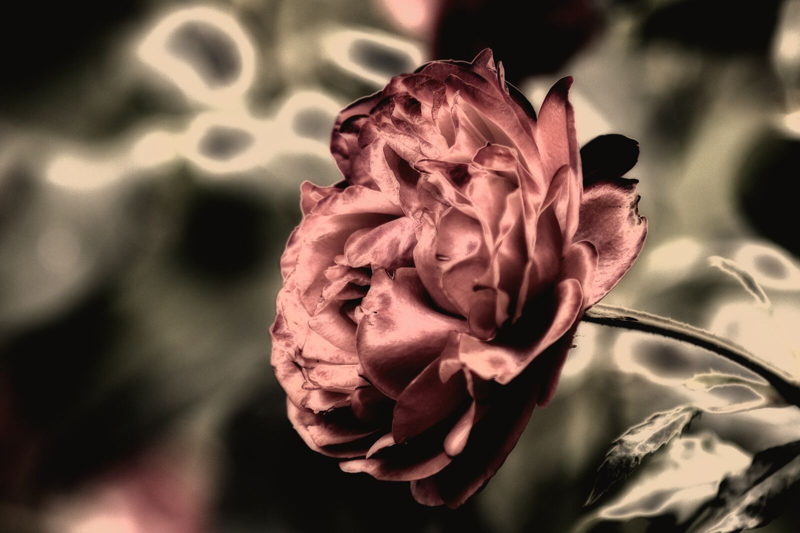 Canon EF 70-300mm F4-5.6 IS USM sample photo. Rose, plant, ornamental plant photography