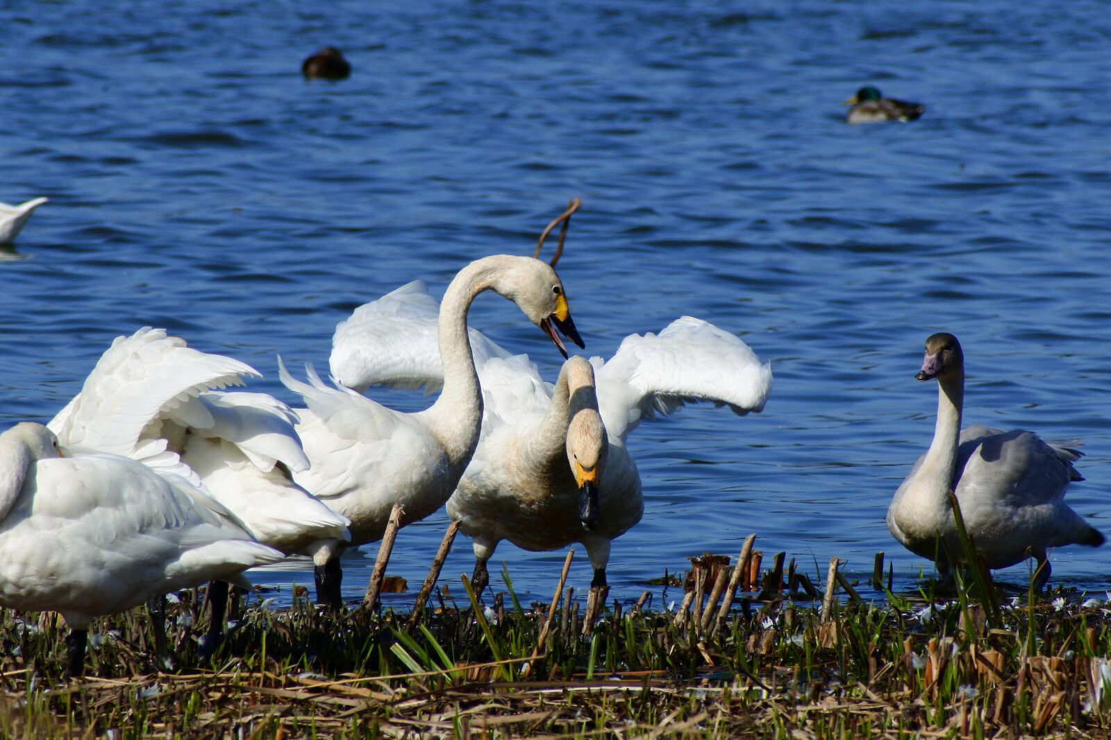 VR 70-300mm f/4.5-6.3G sample photo. Animal, lake, japan photography