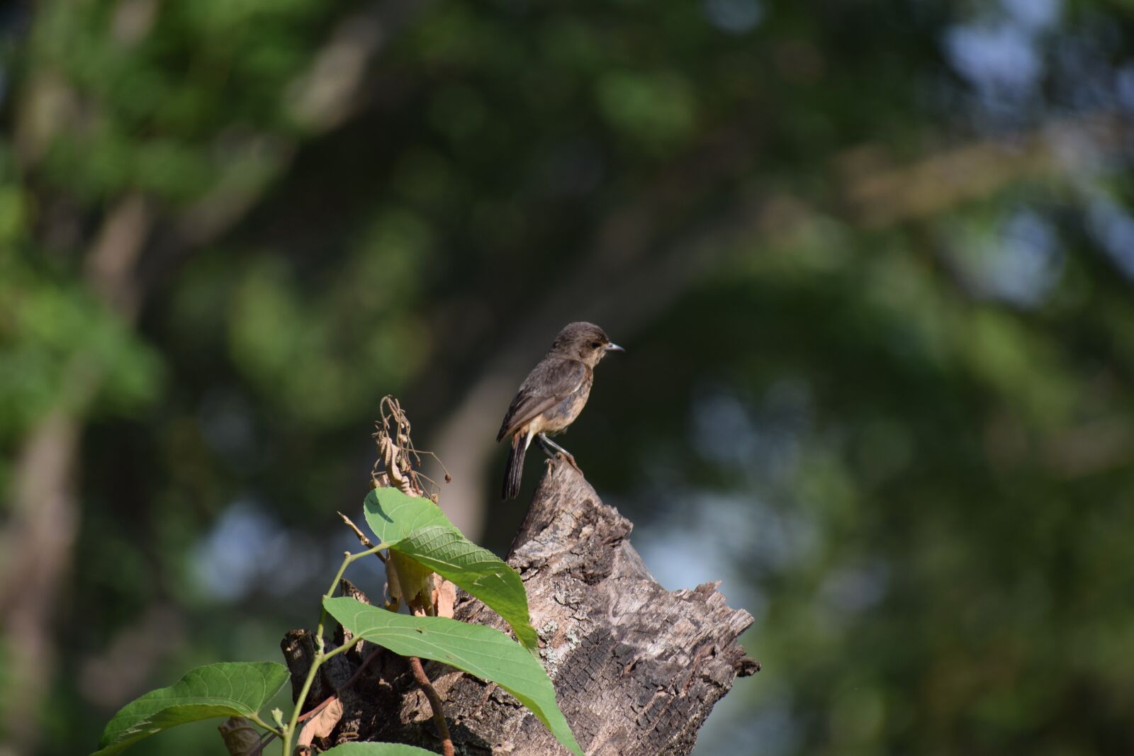 Nikon D5300 sample photo. Small bird, bird, animal photography