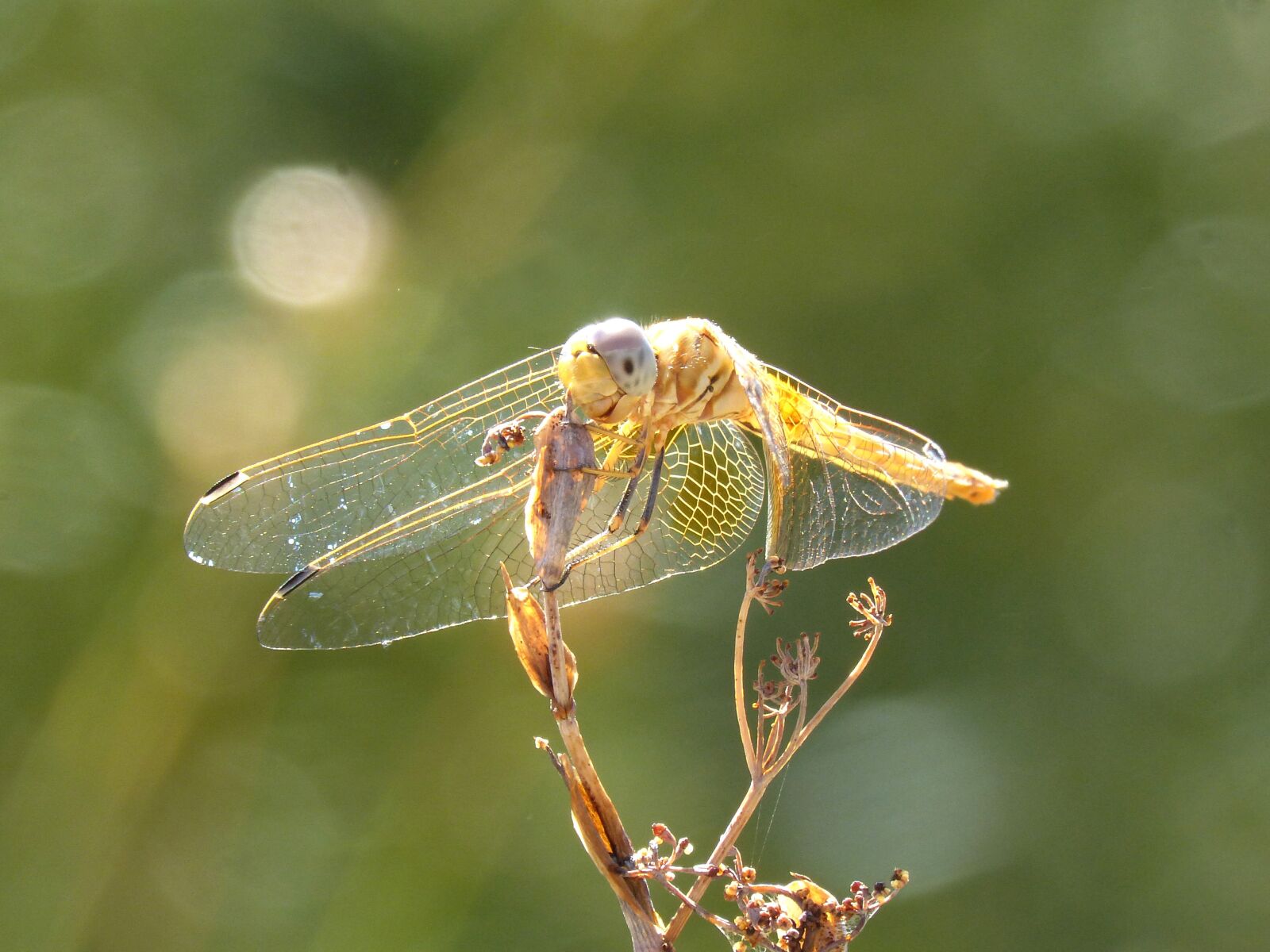 Panasonic DMC-FZ62 sample photo. Yellow dragonfly, dragonfly, dried photography