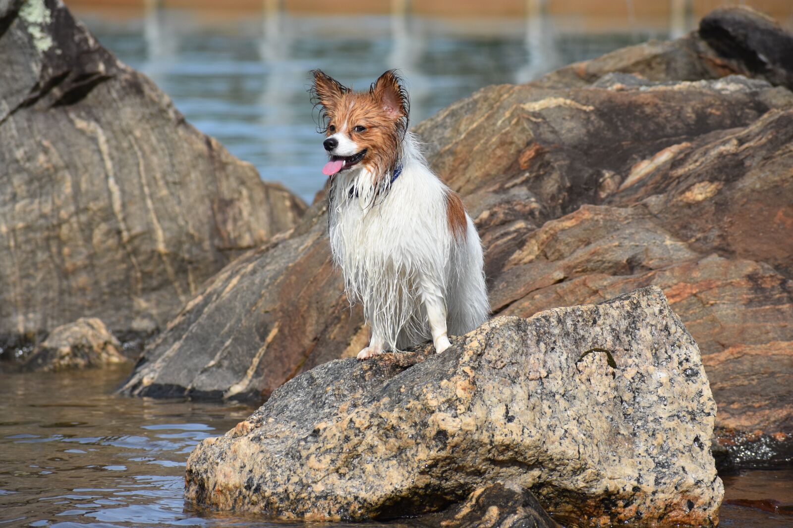 Nikon D3400 sample photo. Dog, pet, papillon photography