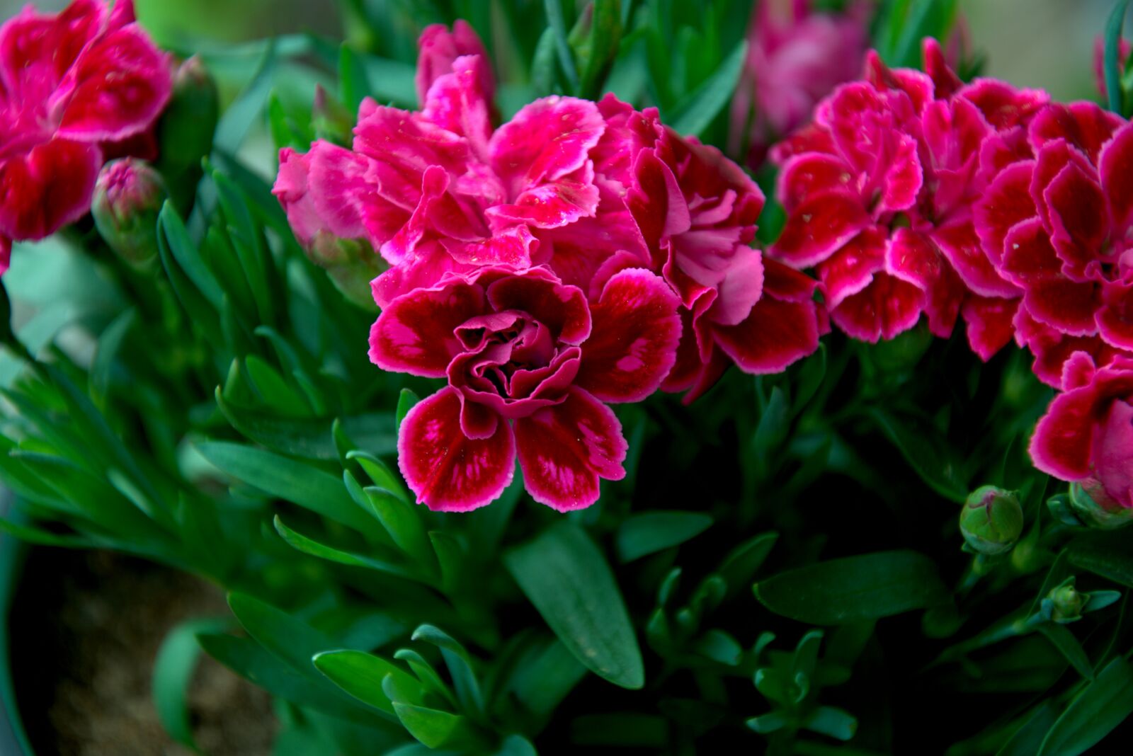 Nikon D3400 sample photo. Plant, nature, garden photography
