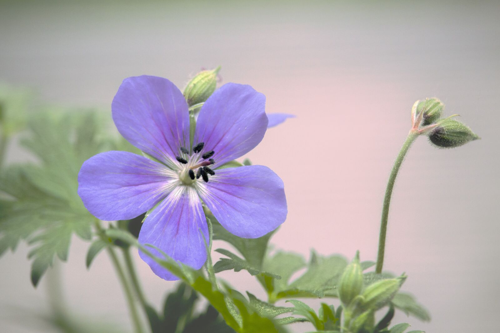 Canon EOS 700D (EOS Rebel T5i / EOS Kiss X7i) sample photo. Blossom, bloom, purple photography