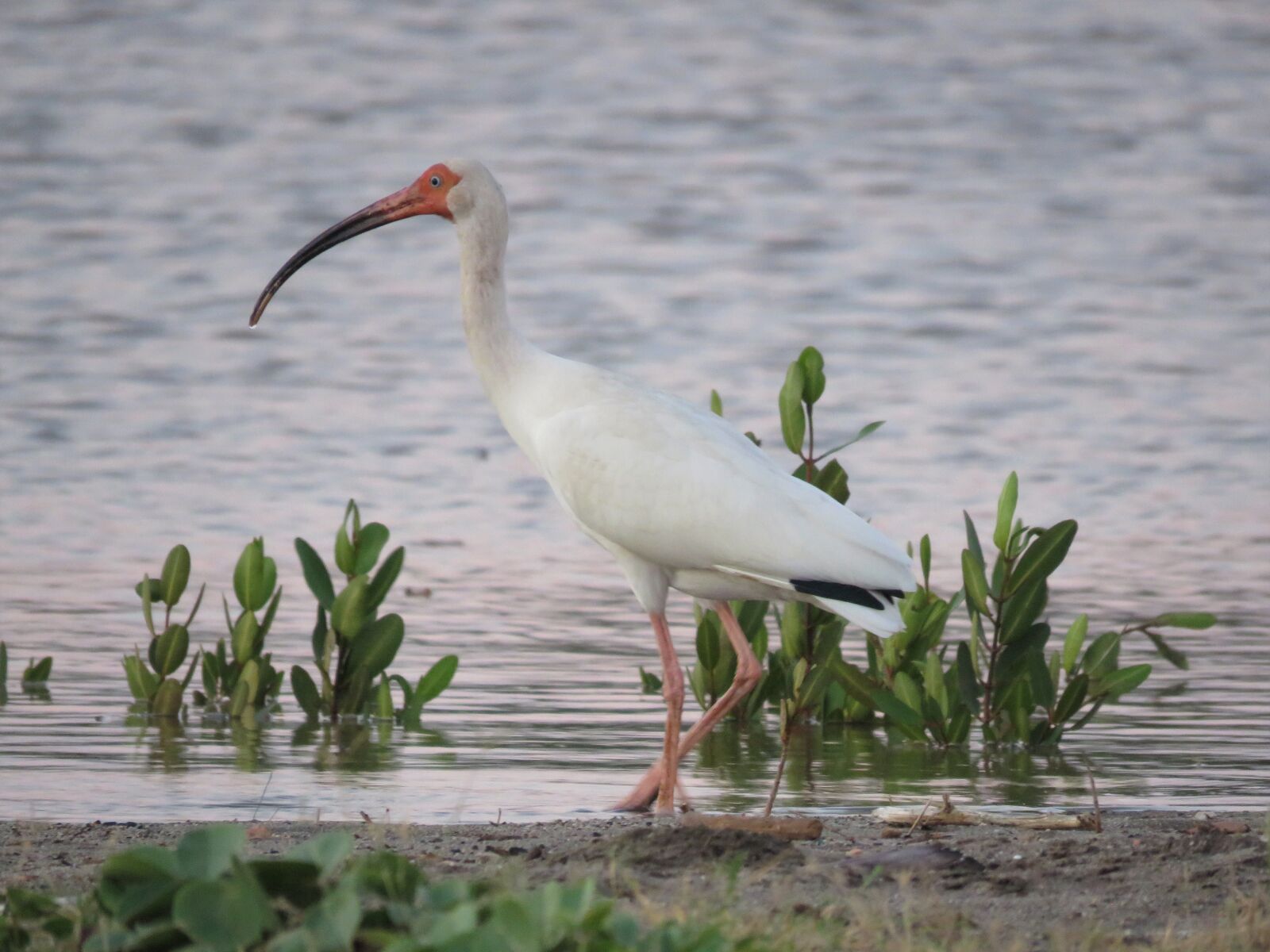 Canon PowerShot SX60 HS sample photo. American white ibis, white photography