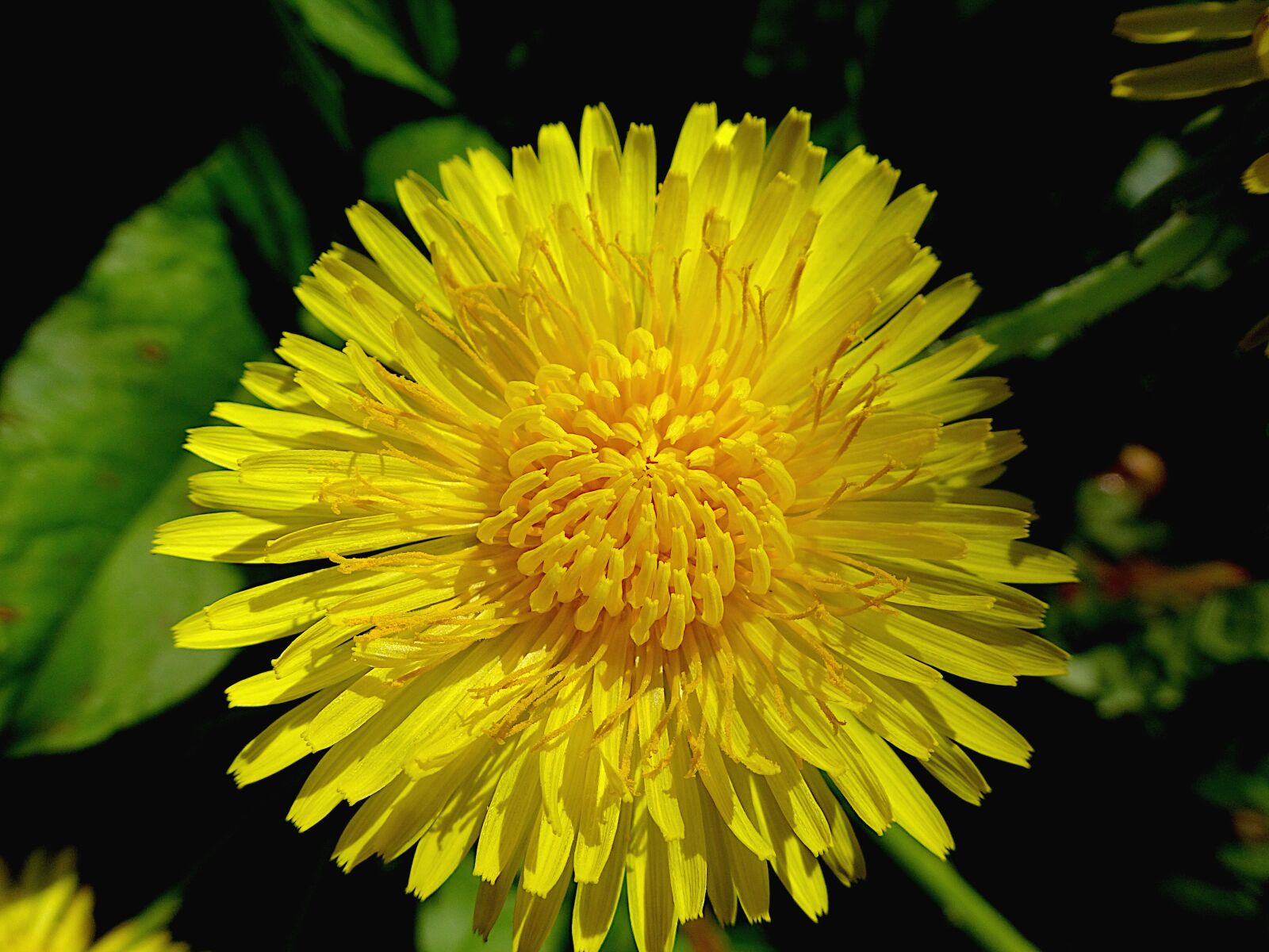 Sony Cyber-shot DSC-HX90V sample photo. Dandelions, flowers, the colour photography