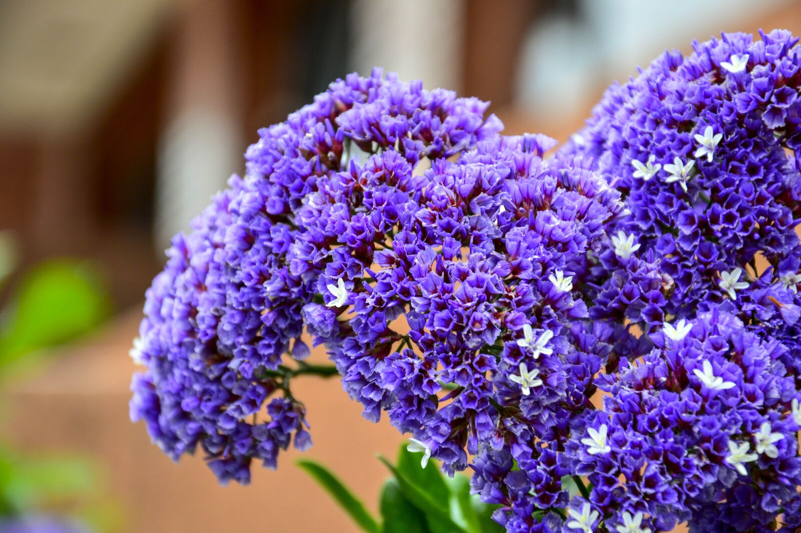 Nikon D3200 sample photo. Estatis, nature, flowers photography