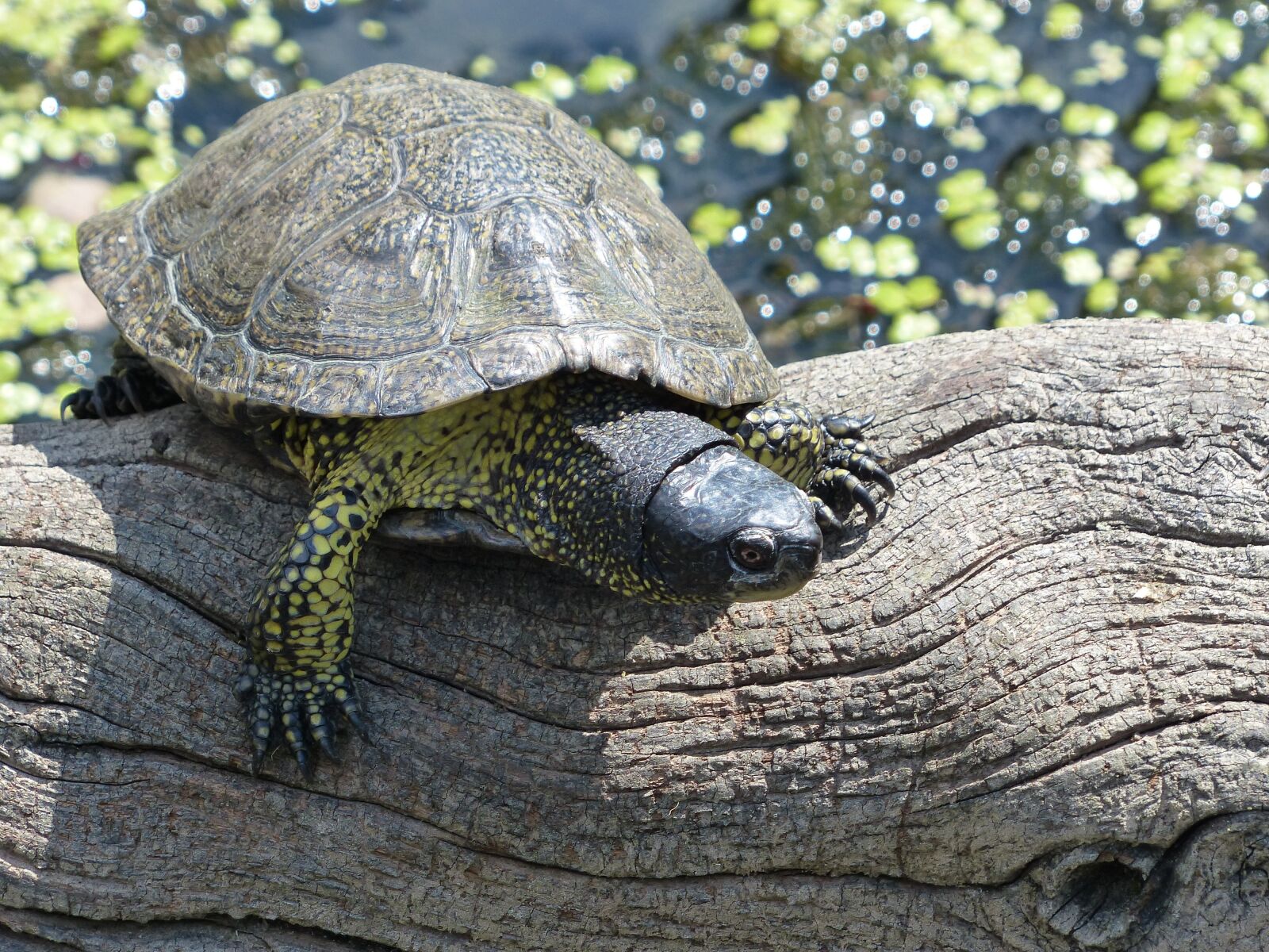 Panasonic Lumix DMC-FZ200 sample photo. Turtle, animal, nature photography