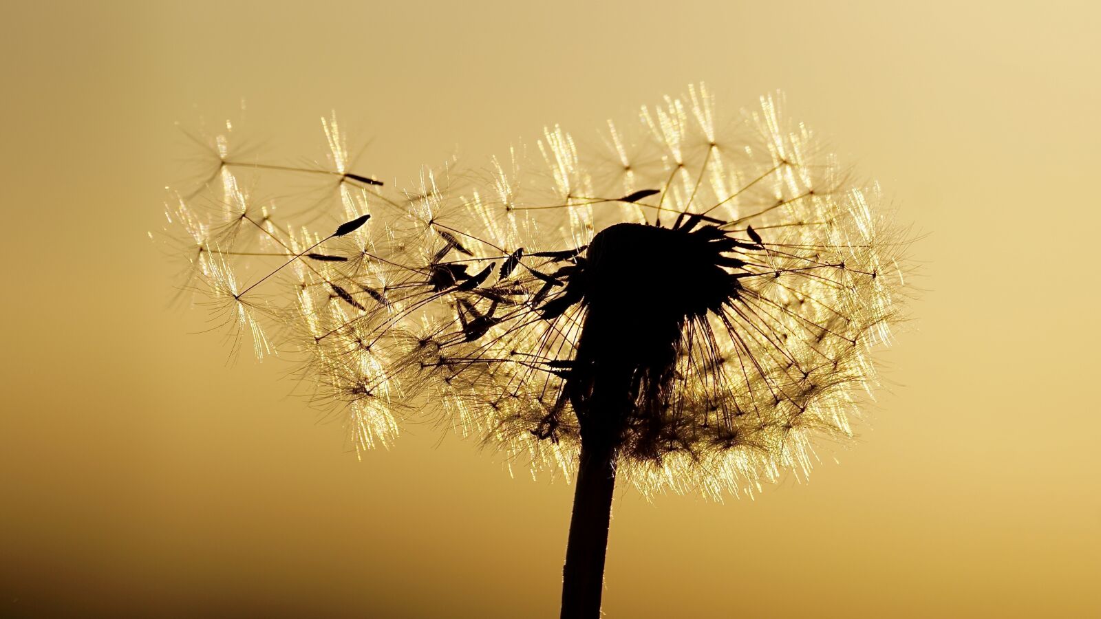 Sony DT 55-300mm F4.5-5.6 SAM sample photo. Dandelion, abendstimmung, seeds photography