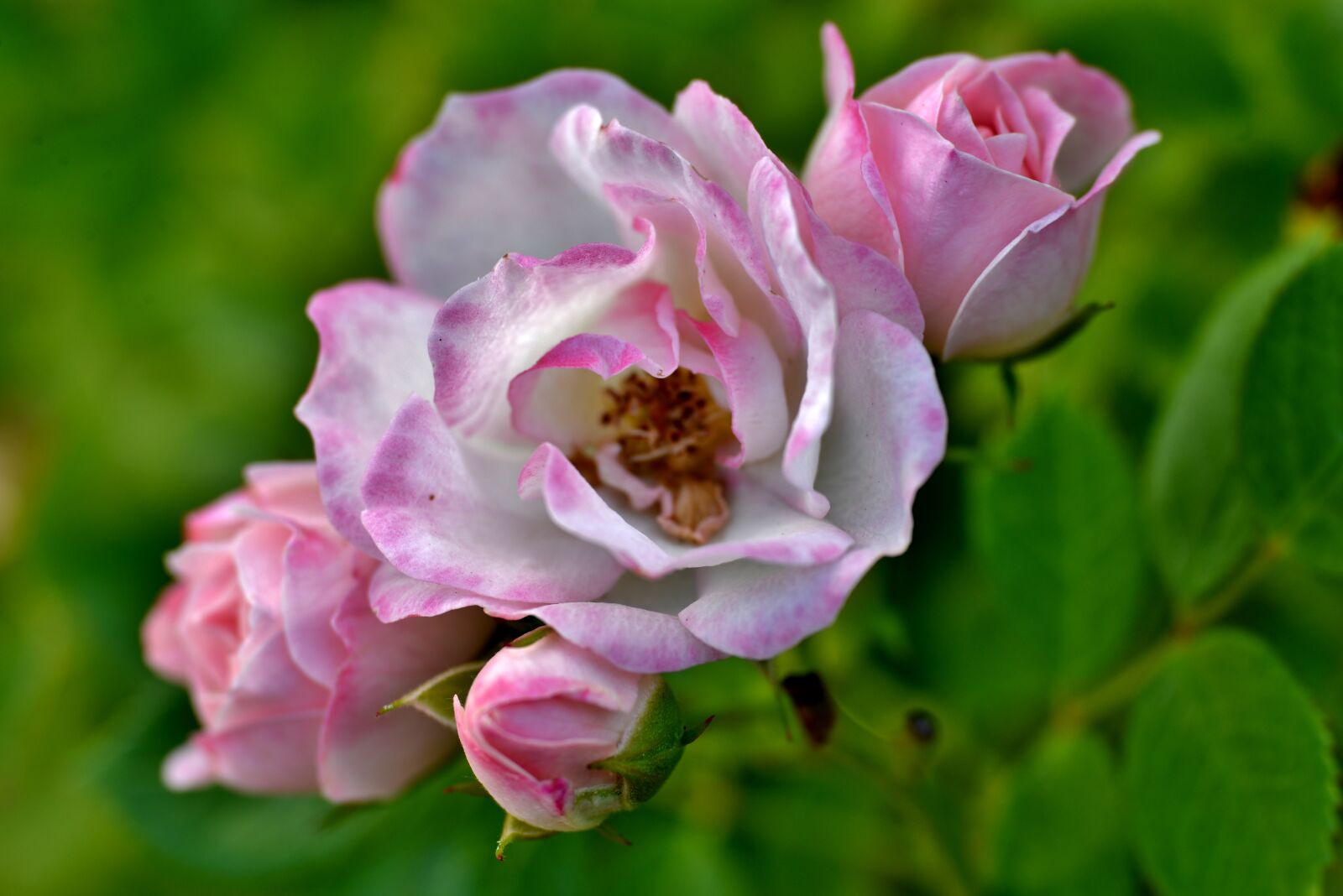 Nikon D600 sample photo. Rose, roses, pink photography