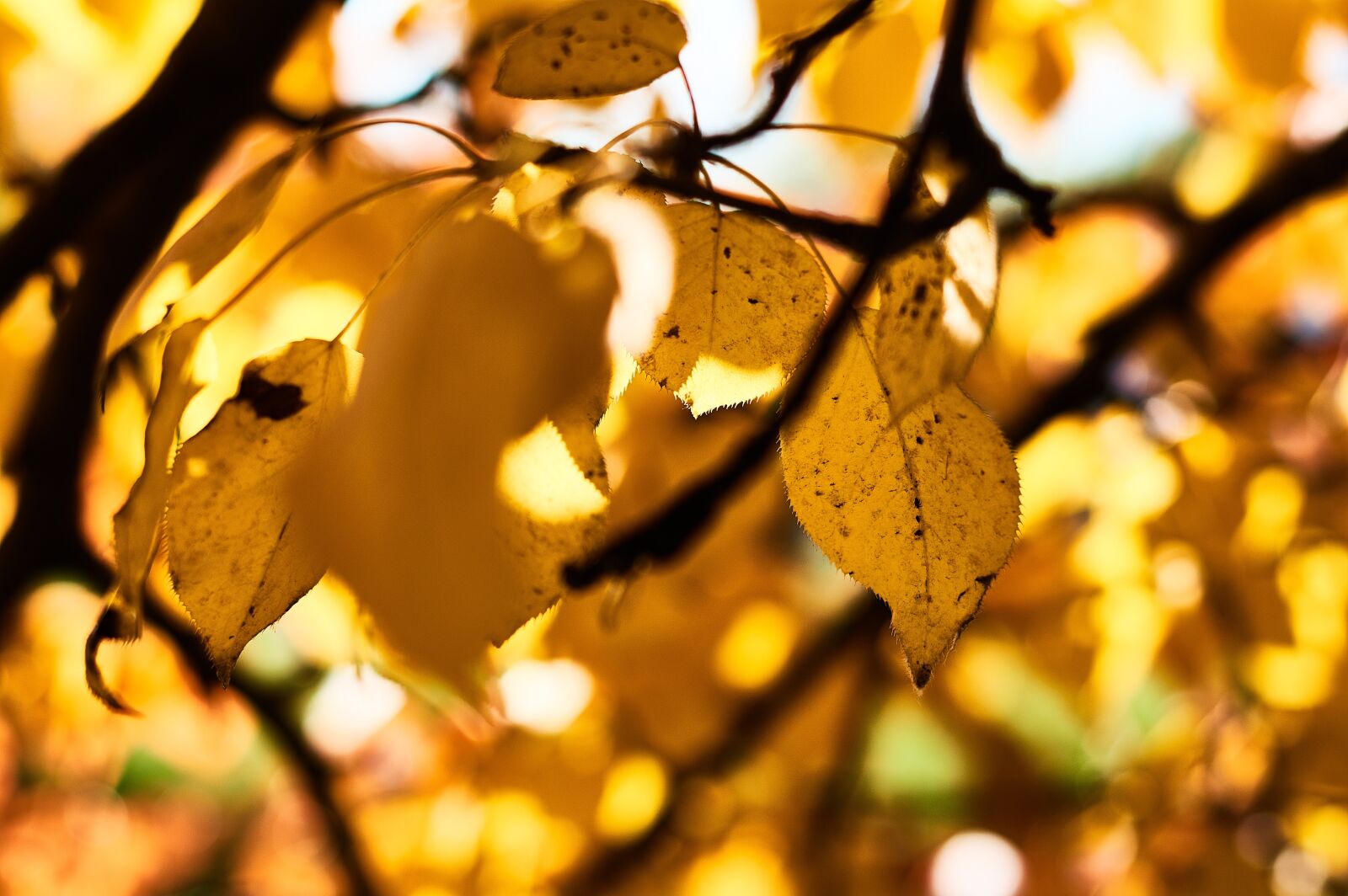 Nikon AF-S Nikkor 50mm F1.4G sample photo. Leaves, autumn, yellow photography