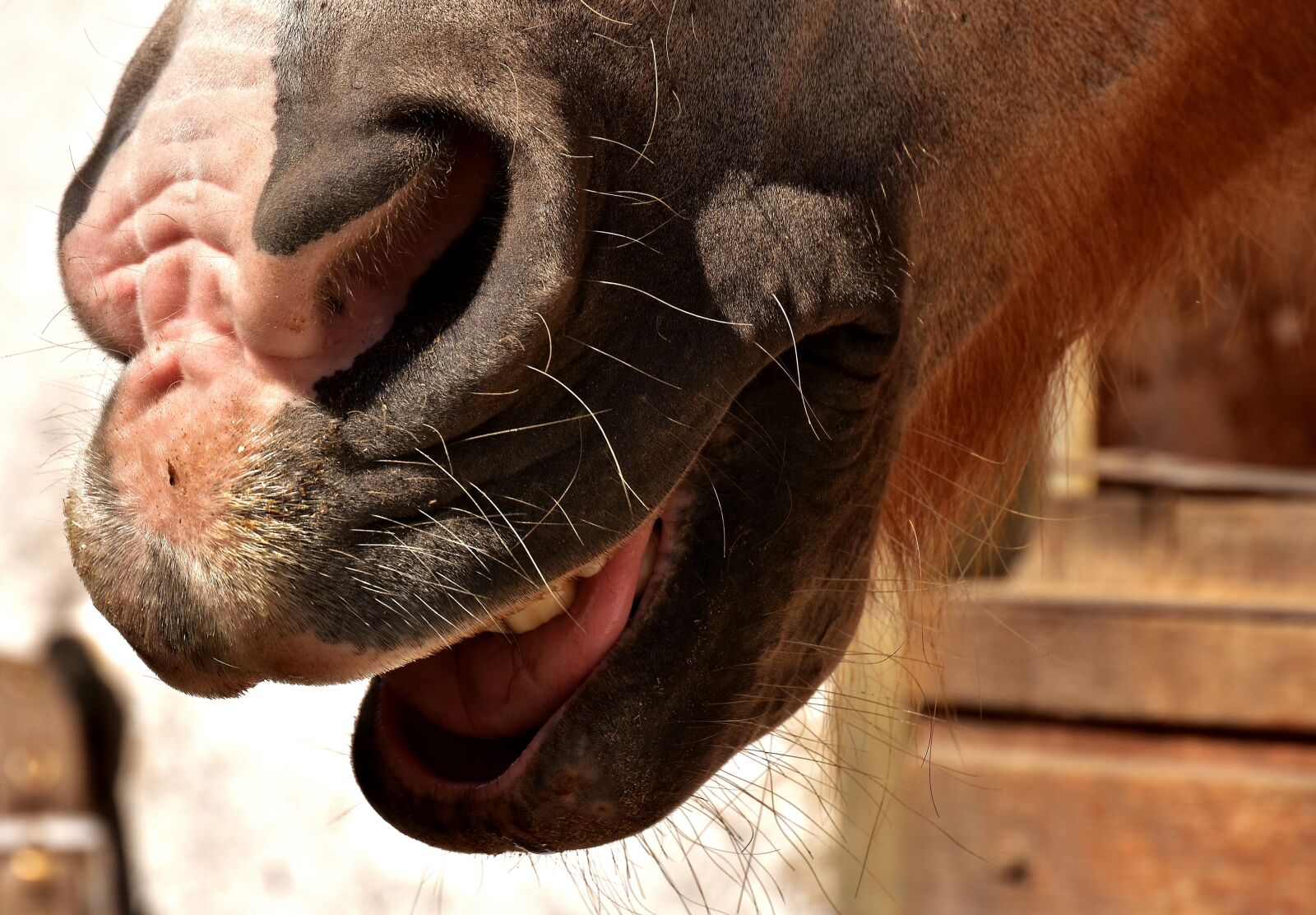 Nikon D7200 sample photo. Horse snout, nostrils, laugh photography