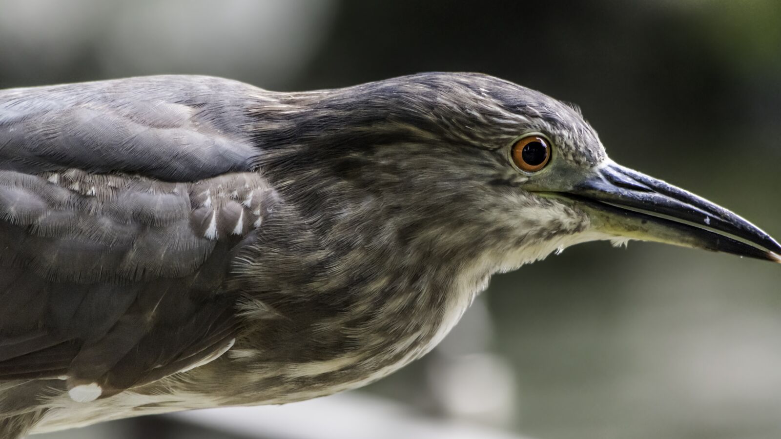Nikon D5500 sample photo. Bird, nature, wildlife photography