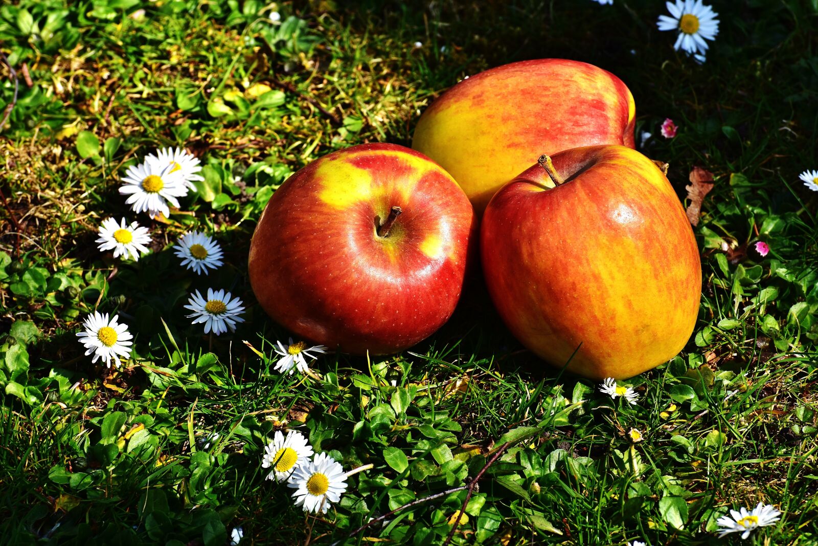 Nikon D7200 sample photo. Apple, fruit, ripe photography