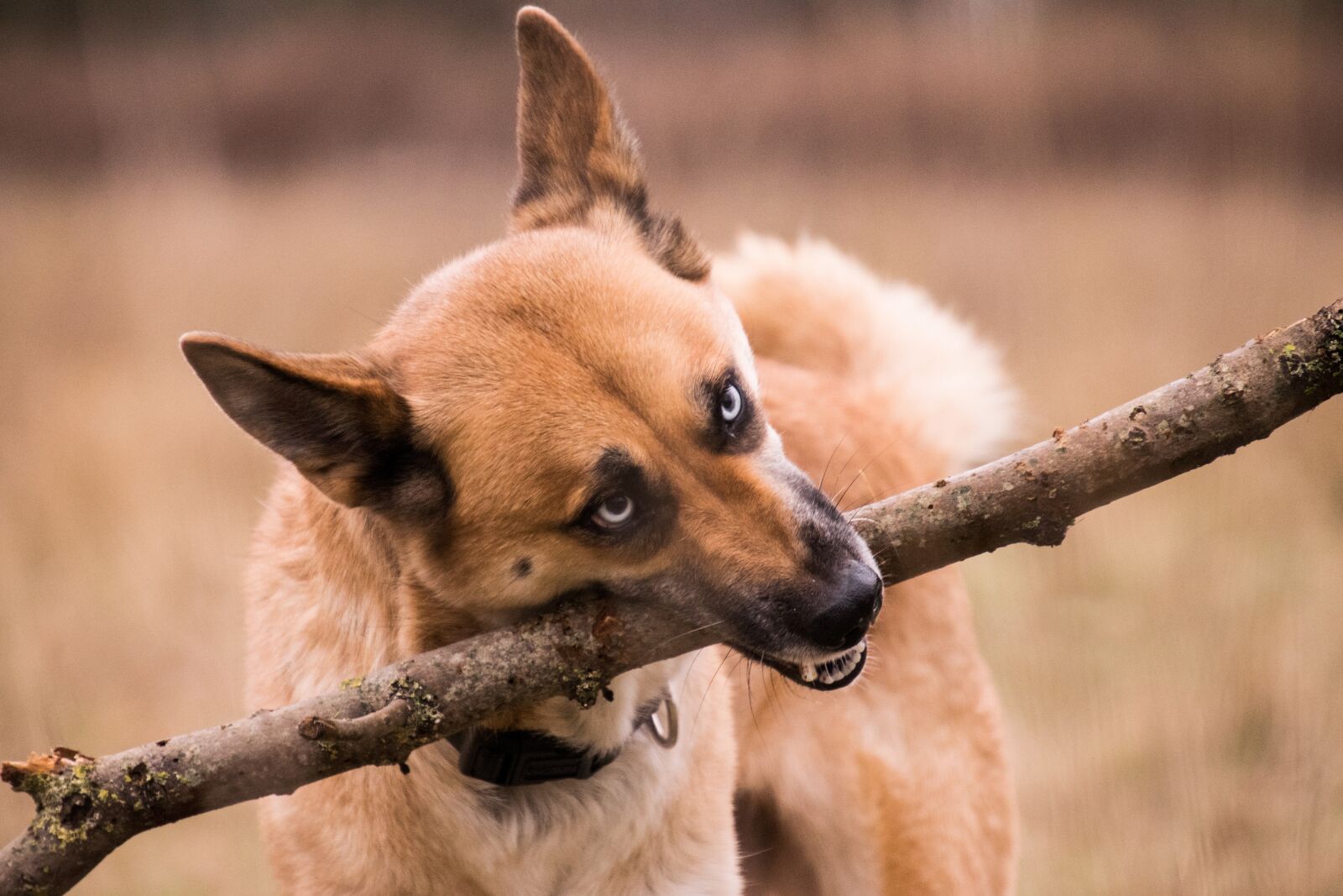 Nikon D3300 sample photo. Animal, mammal, cute photography