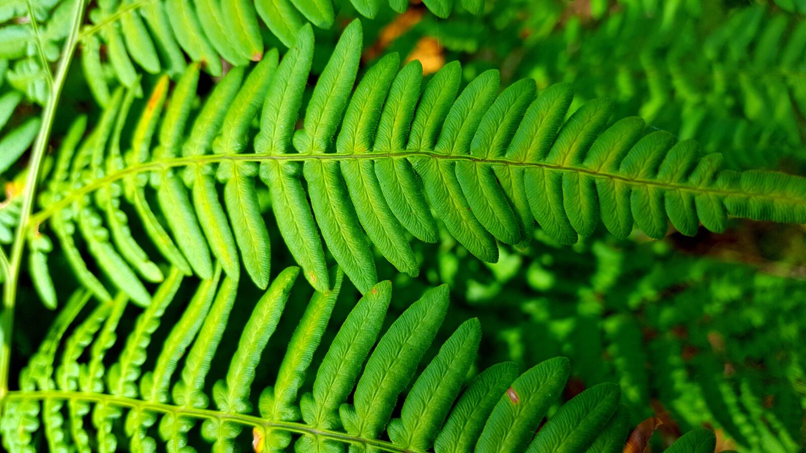Samsung Galaxy S6 sample photo. Green, fern, leaves photography