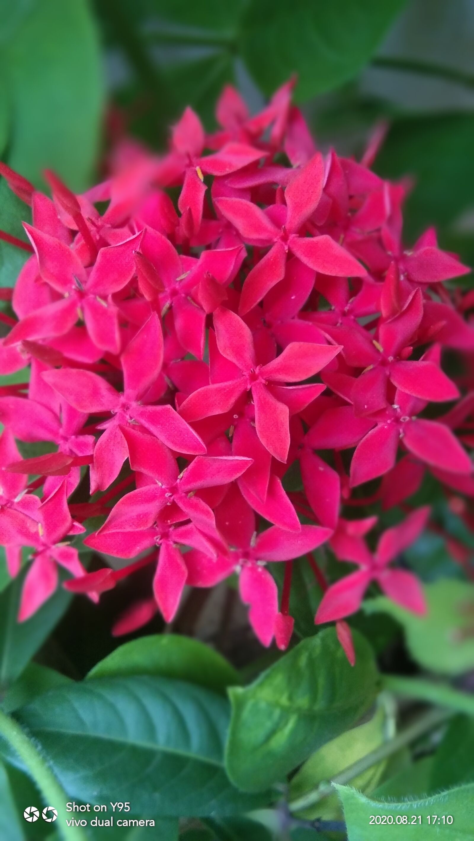 vivo 1807 sample photo. Reddish, flowers, be photography
