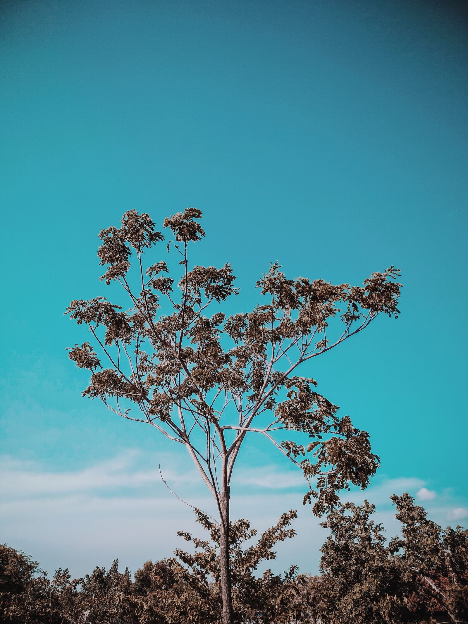 Xiaomi Redmi 5 Plus sample photo. Blue, trees, plant photography