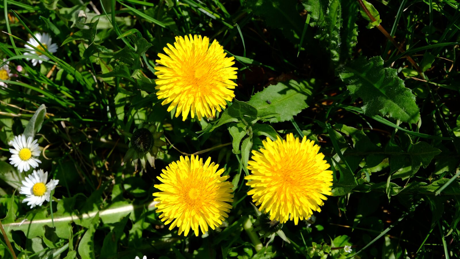 Fujifilm XC 16-50mm F3.5-5.6 OIS II sample photo. Nature, flower, garden photography