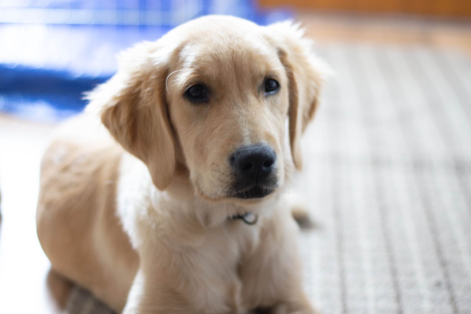 Nikon D3100 sample photo. Golden retriever, dog, puppy photography