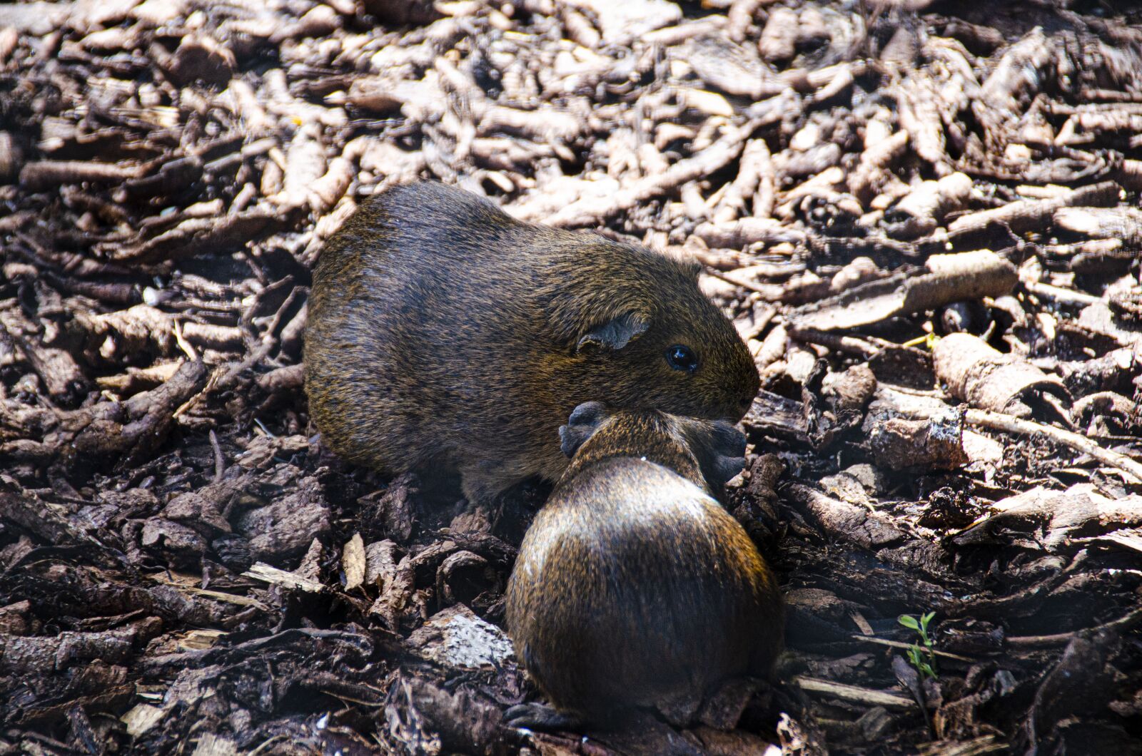 Nikon D5100 sample photo. Hamster, hamsters, animals photography