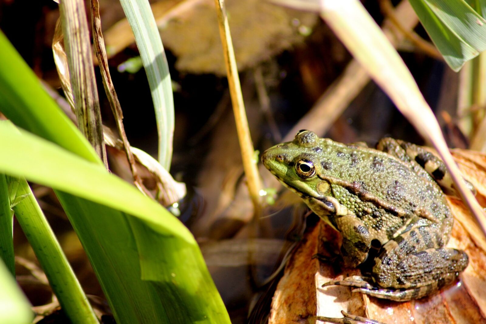 Canon EOS 600D (Rebel EOS T3i / EOS Kiss X5) sample photo. Frog, animal, pond photography