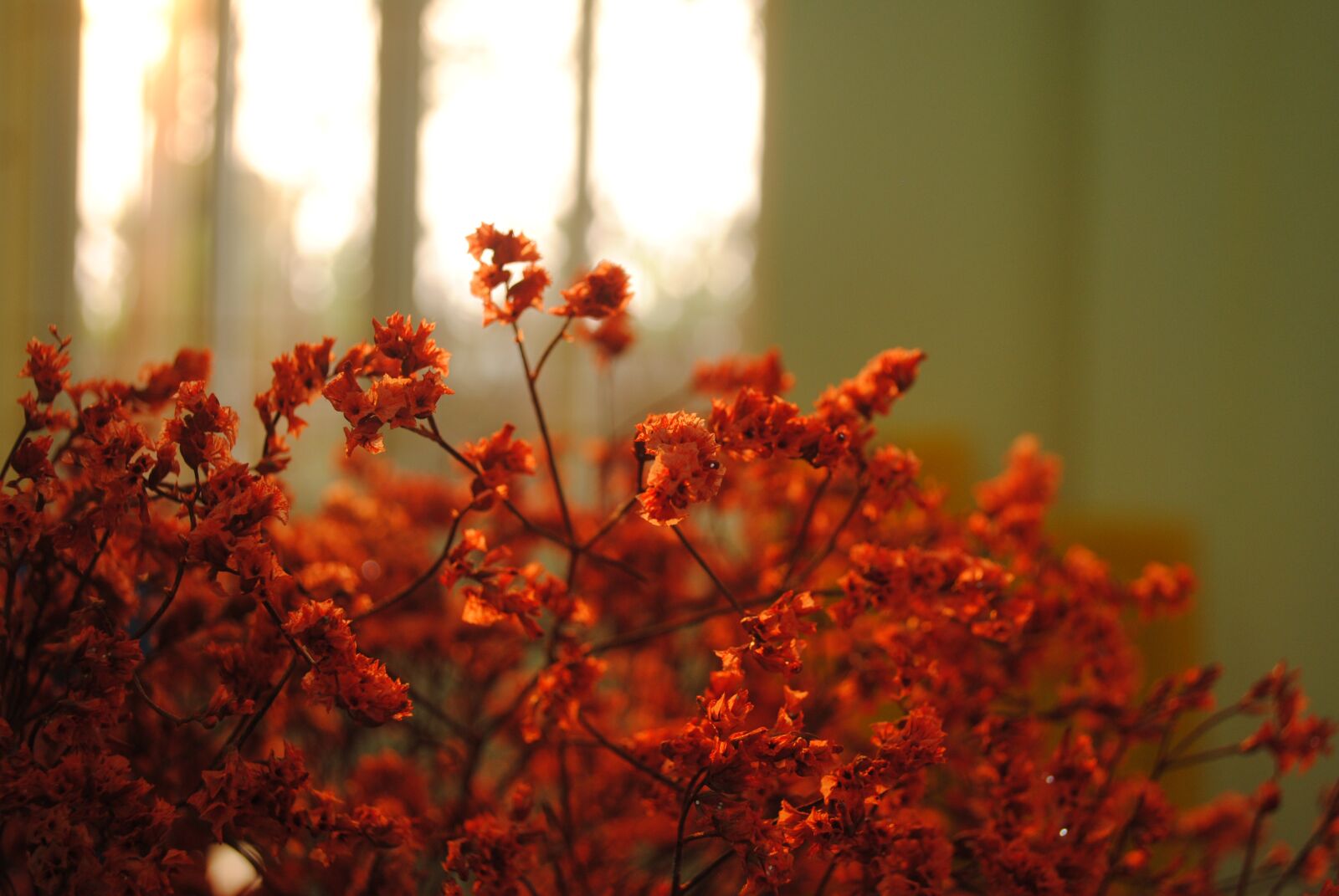 Nikon D3000 sample photo. Sunset, flowers, sunshine photography
