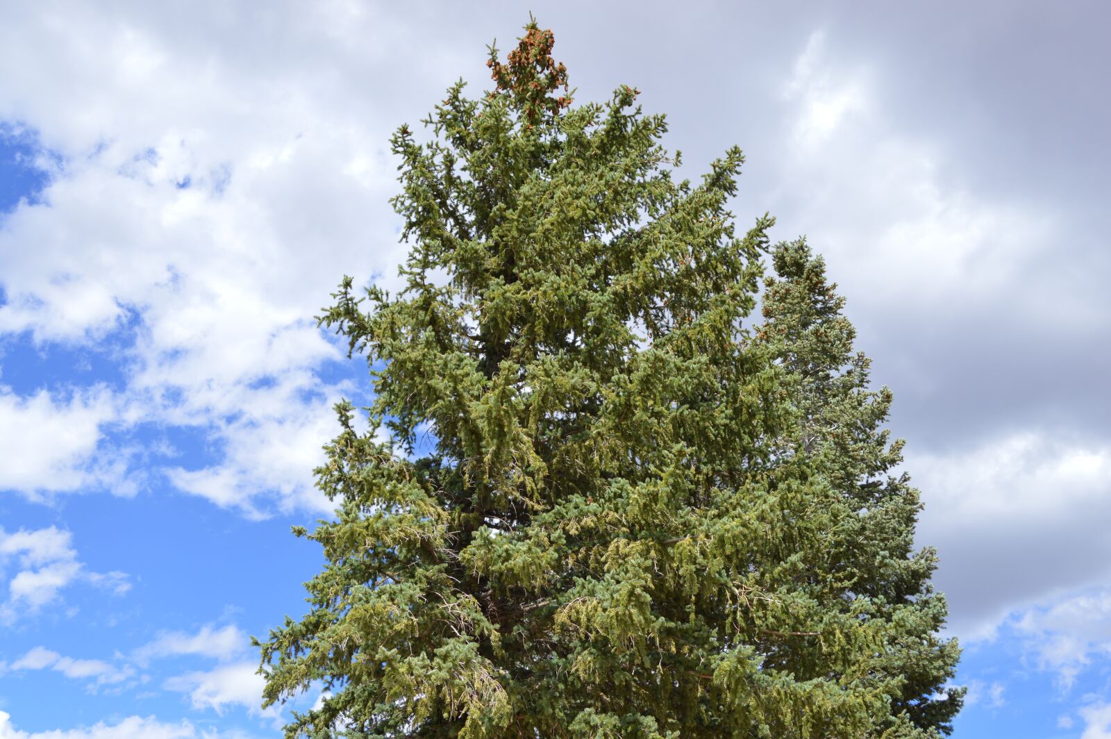 Nikon D3200 sample photo. Pine, tree crown, sky photography