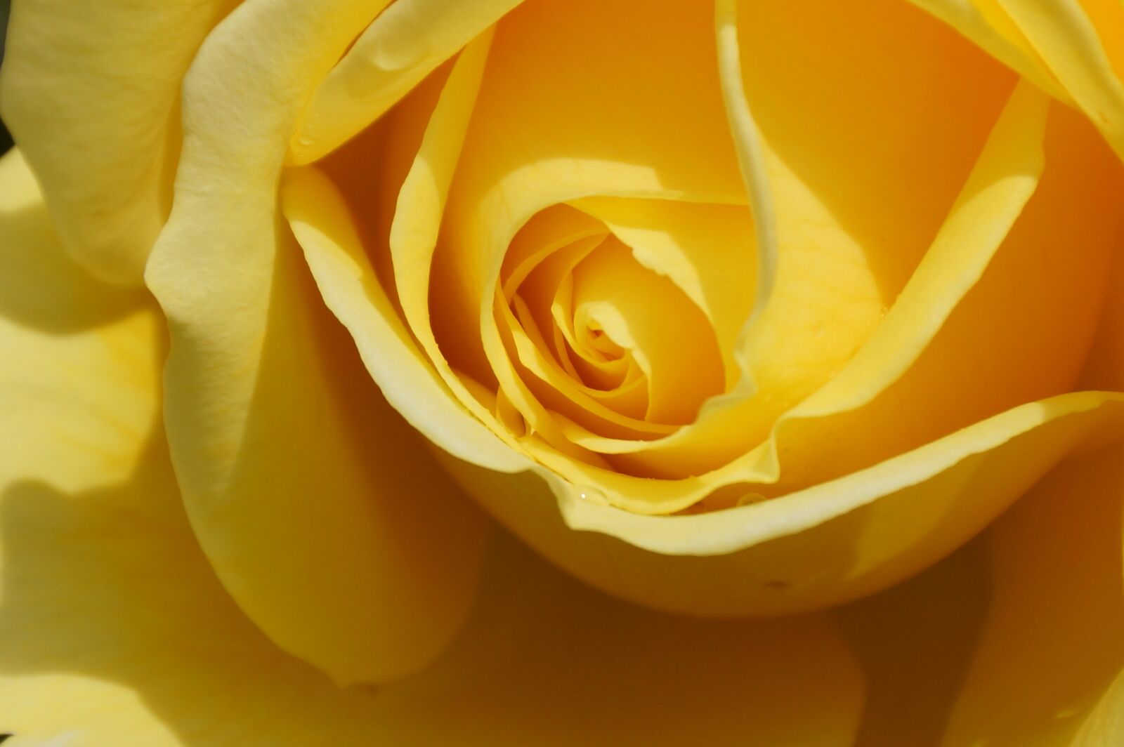 Sony SLT-A77 sample photo. Flower, petal, rose photography