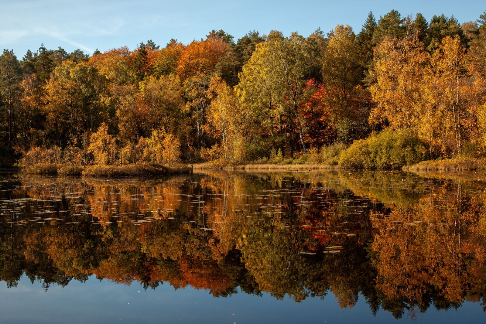 Canon EOS 5D Mark II sample photo. Nature, autumn, tree photography