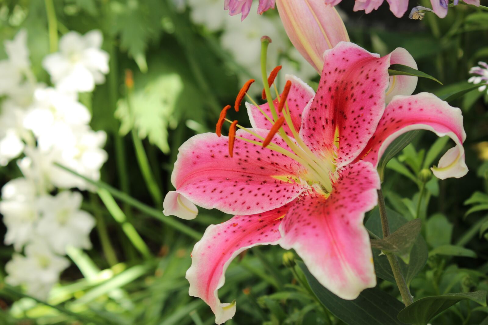 Canon EOS 1200D (EOS Rebel T5 / EOS Kiss X70 / EOS Hi) sample photo. Lily, flower, blossom photography