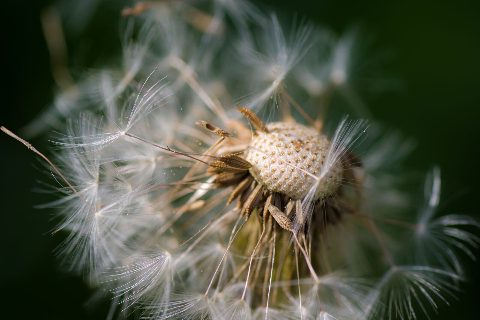 Tamron SP AF 90mm F2.8 Di Macro sample photo. Nature, plant, close up photography