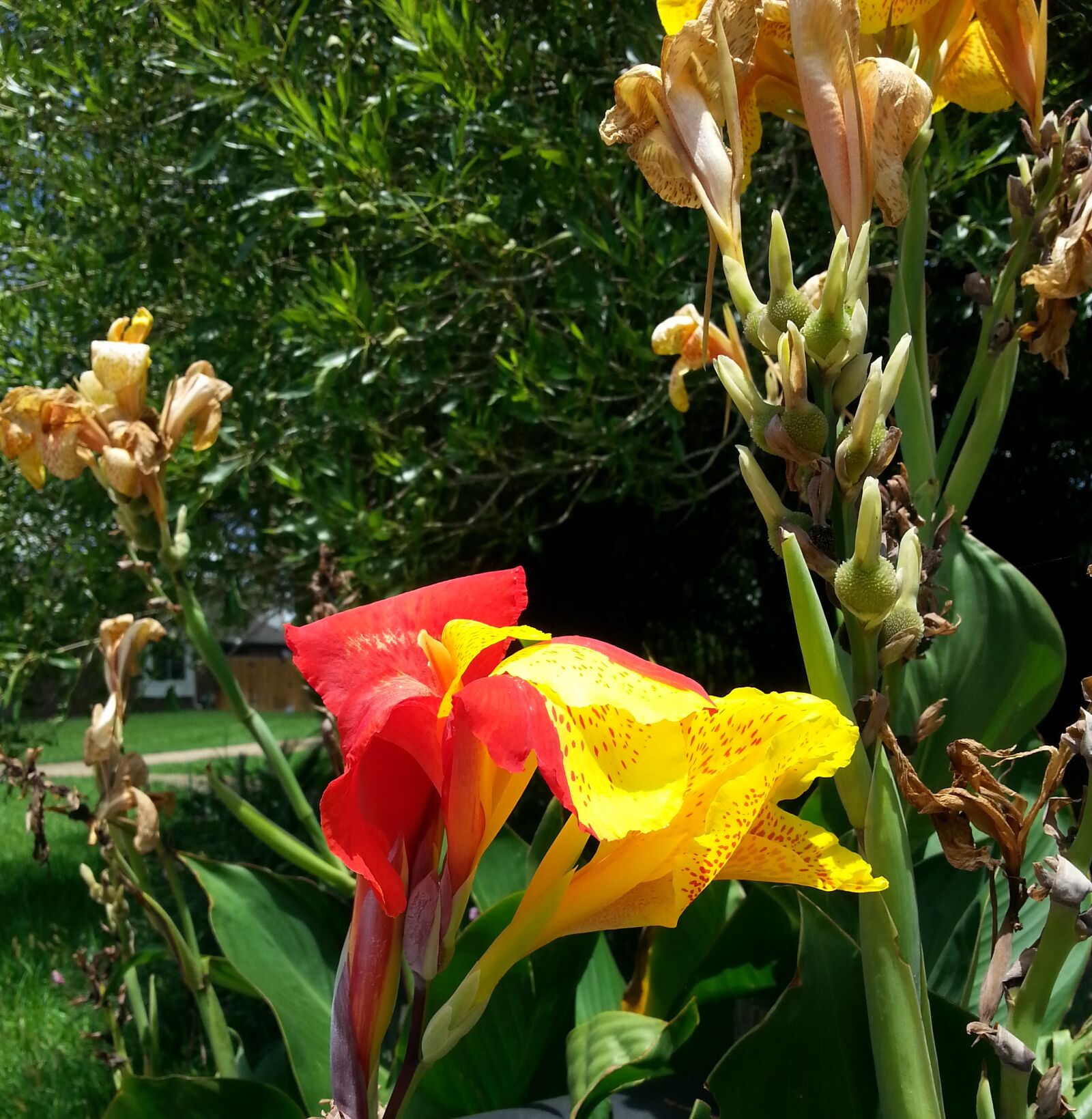 Samsung Galaxy S3 sample photo. Canna, lily, plant, red photography
