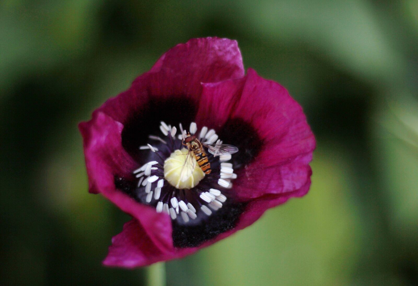 Canon EOS 600D (Rebel EOS T3i / EOS Kiss X5) sample photo. Poppy, flower, colorful photography