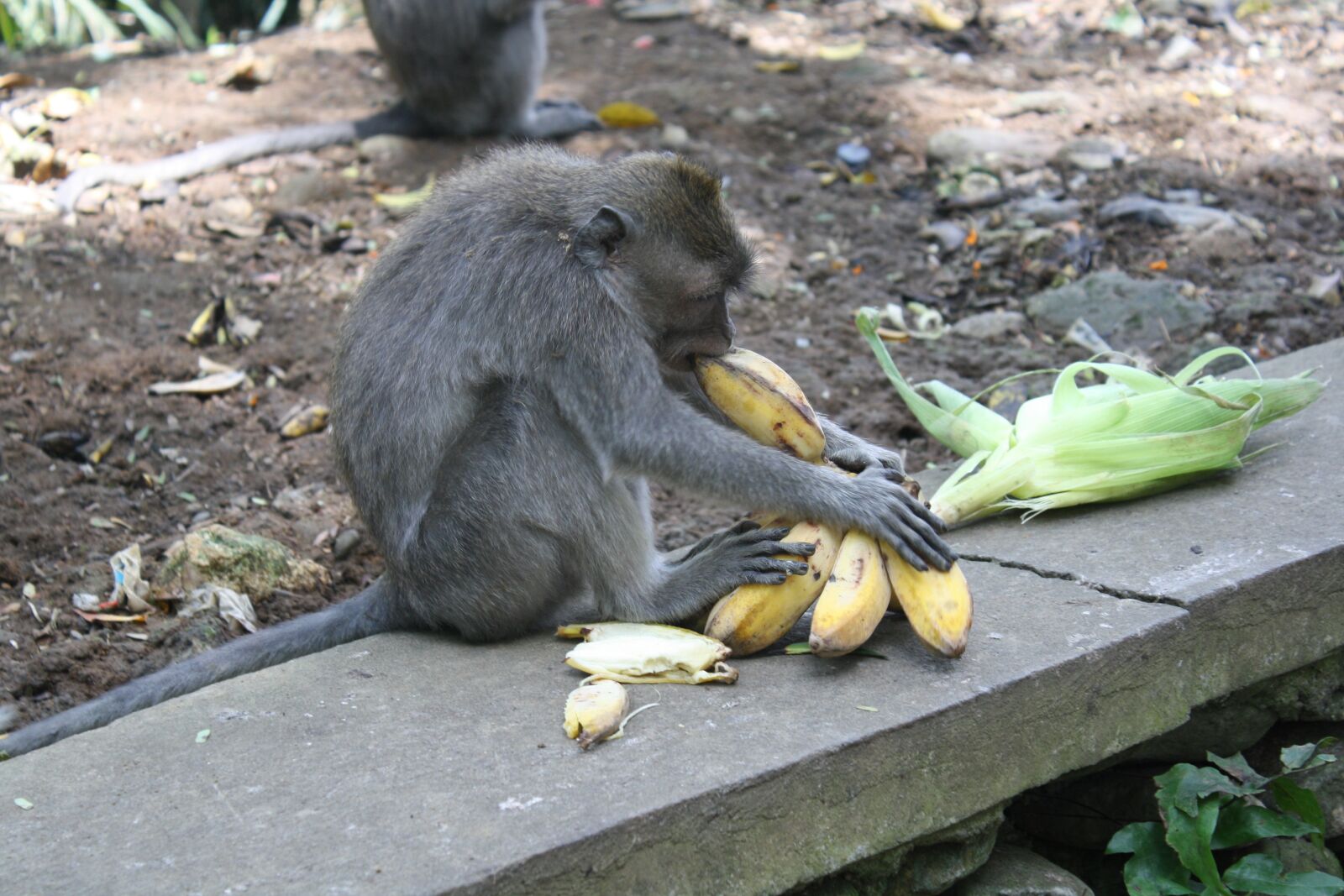 Canon EOS 1000D (EOS Digital Rebel XS / EOS Kiss F) sample photo. Bali, indonesia, monkey forest photography