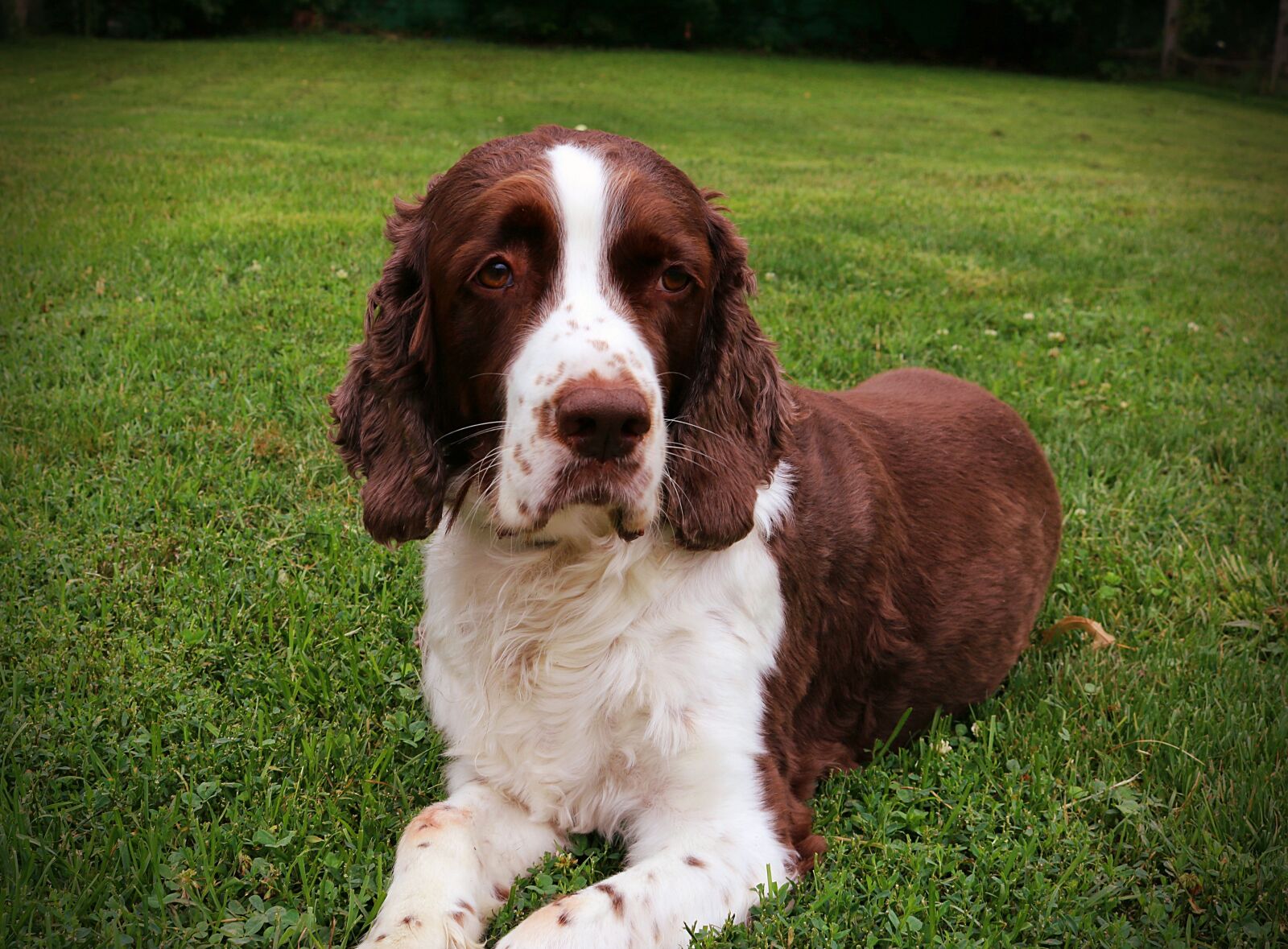 Canon EOS 750D (EOS Rebel T6i / EOS Kiss X8i) sample photo. Dog, spaniel, pet photography