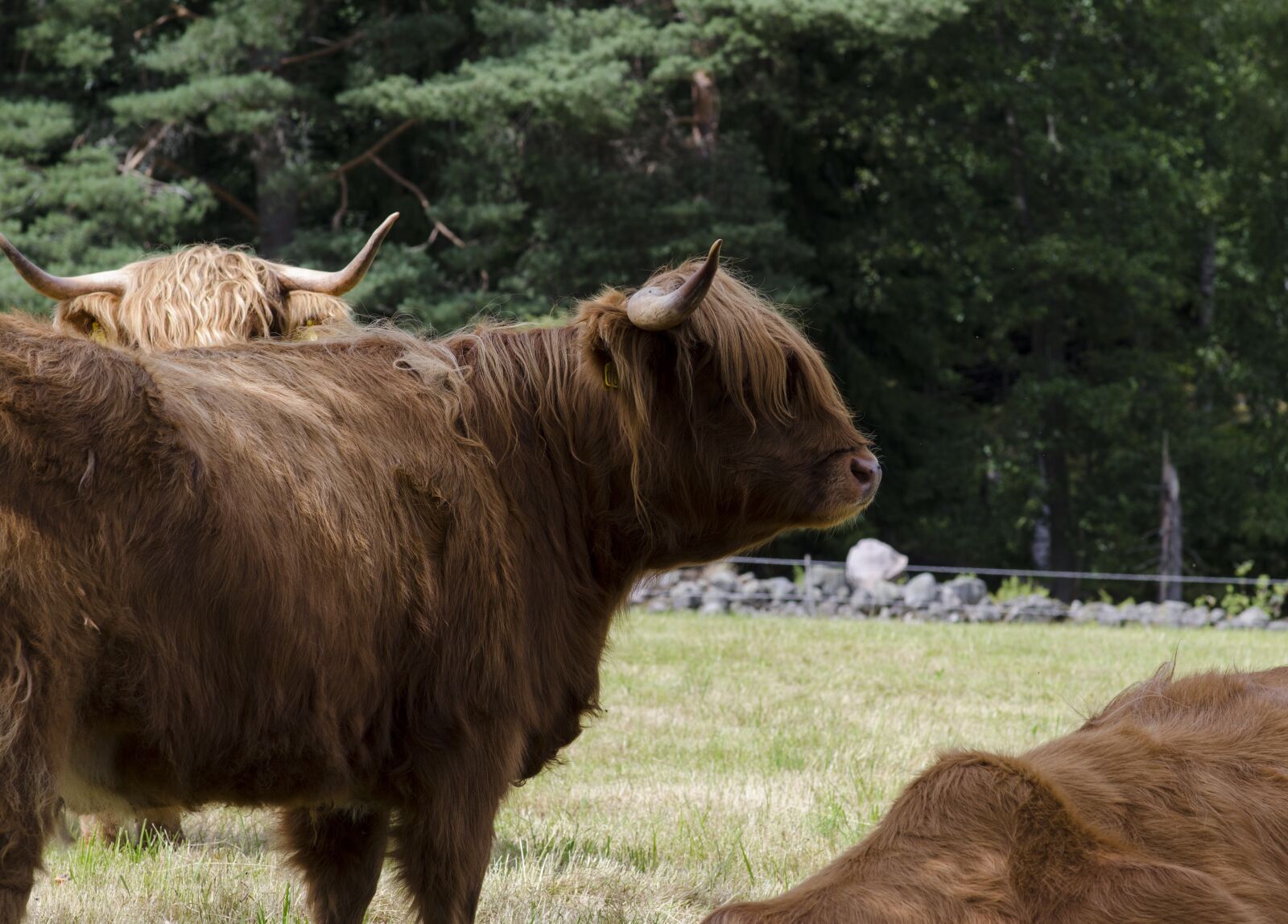 Nikon D7000 sample photo. Ko, country, horn photography
